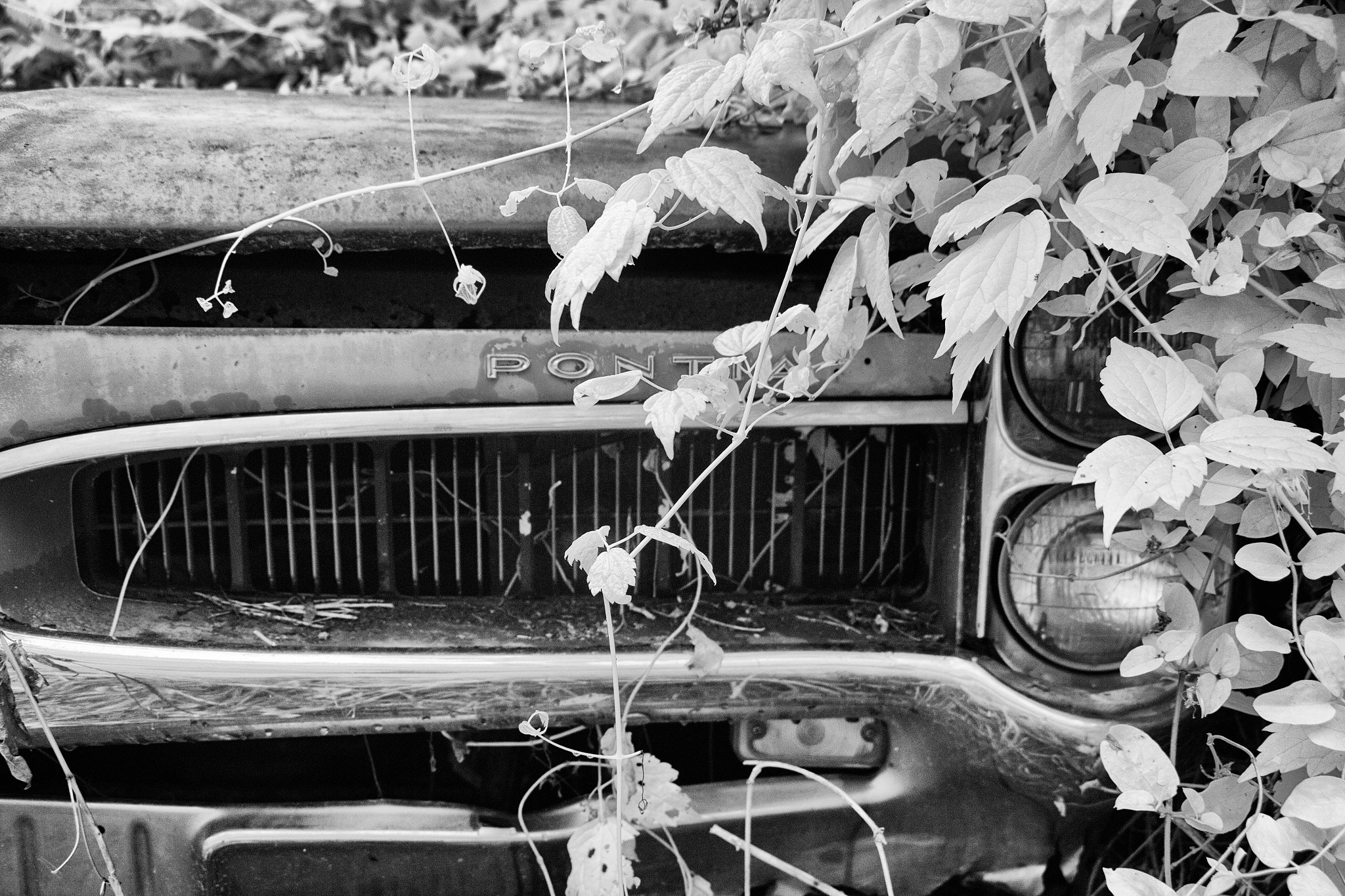 Sigma 18-250mm F3.5-6.3 DC OS HSM sample photo. Little gto photography