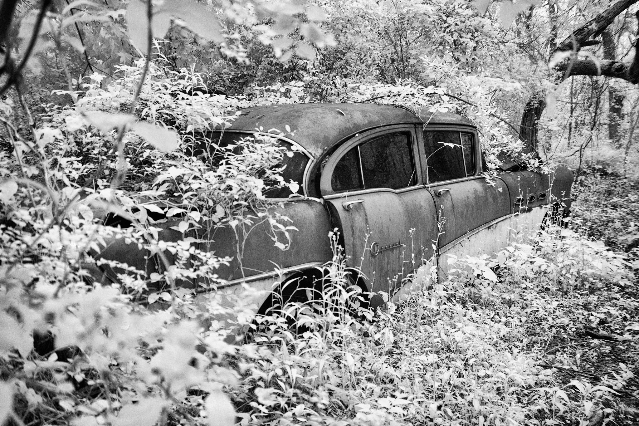 Sigma 18-250mm F3.5-6.3 DC OS HSM sample photo. Lost in the woods photography