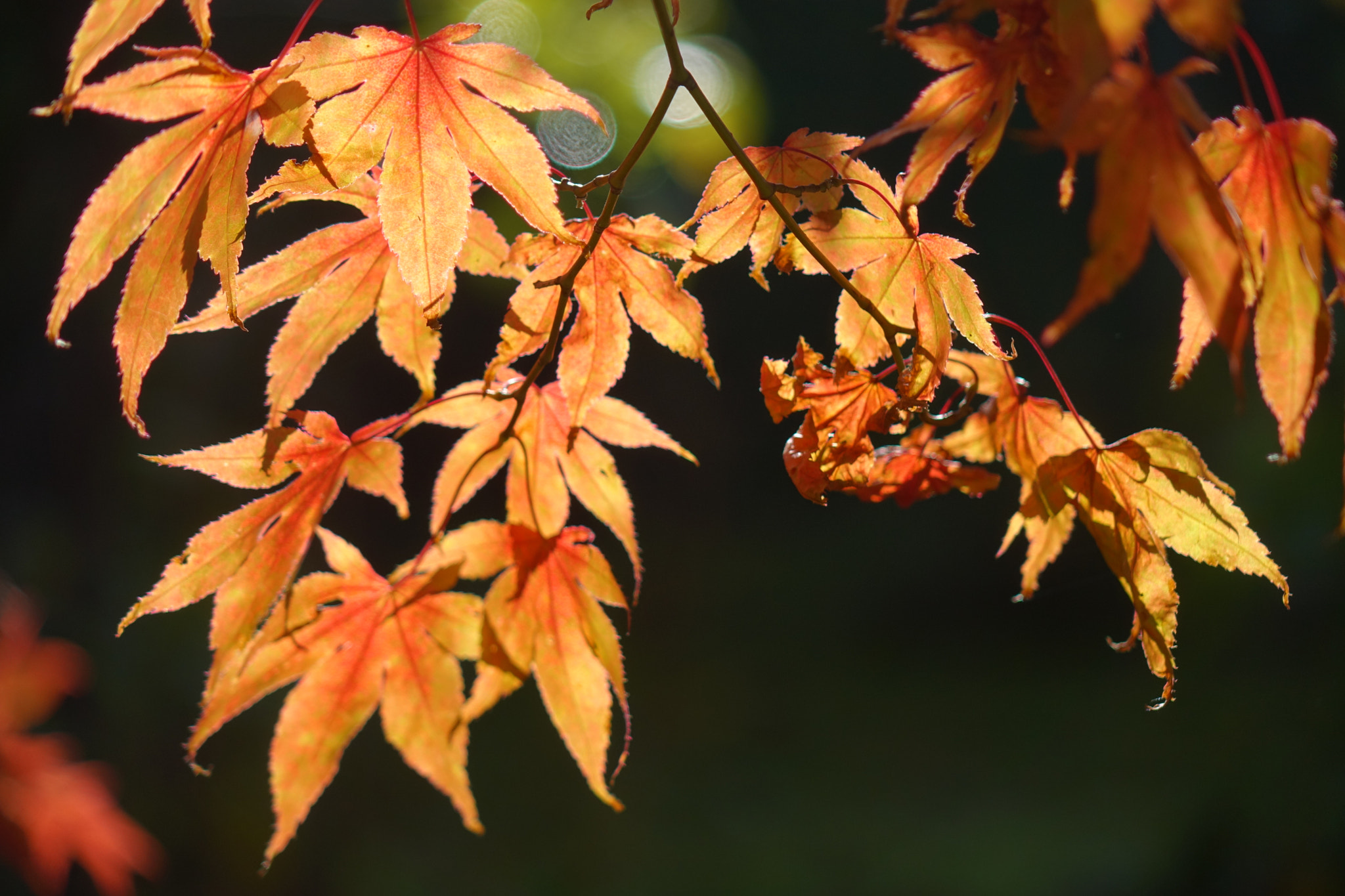 Sony Cyber-shot DSC-RX10 + Sony 24-200mm F2.8 sample photo. Autumn serenade photography