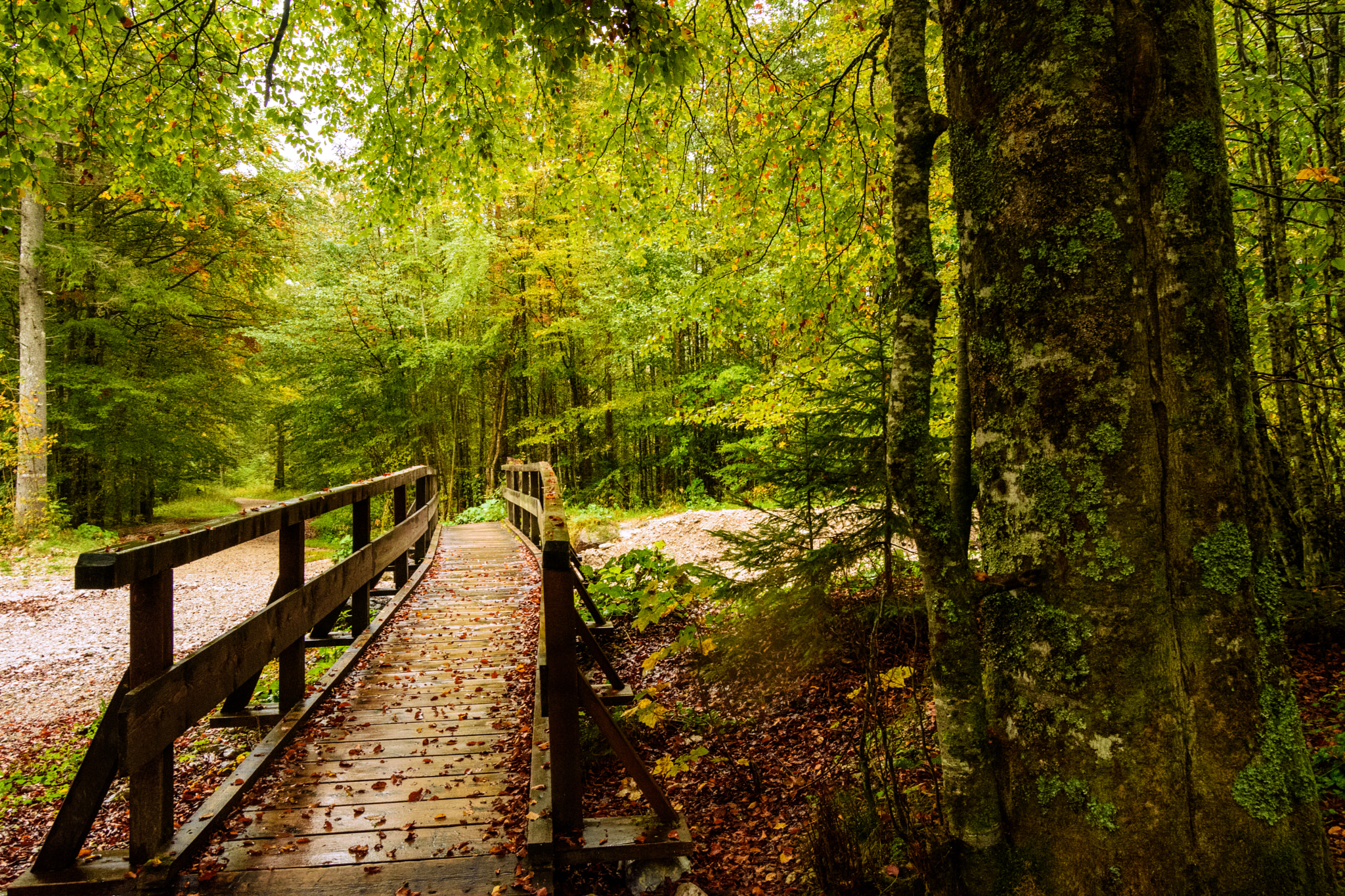 Nikon D7200 + Nikon AF-S DX Nikkor 18-55mm F3.5-5.6G II sample photo. Autumn  bridge1 photography