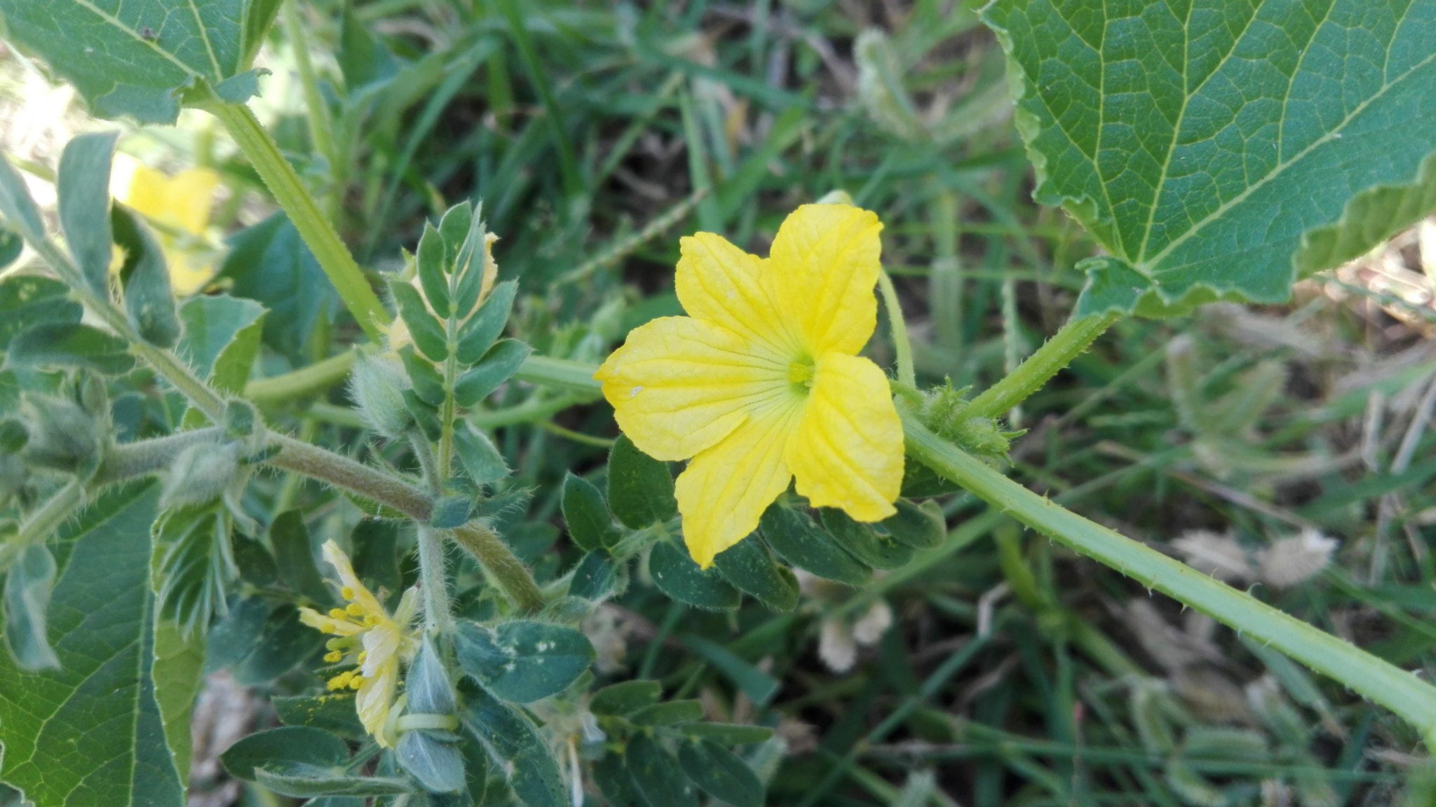 HUAWEI CHM-U01 sample photo
