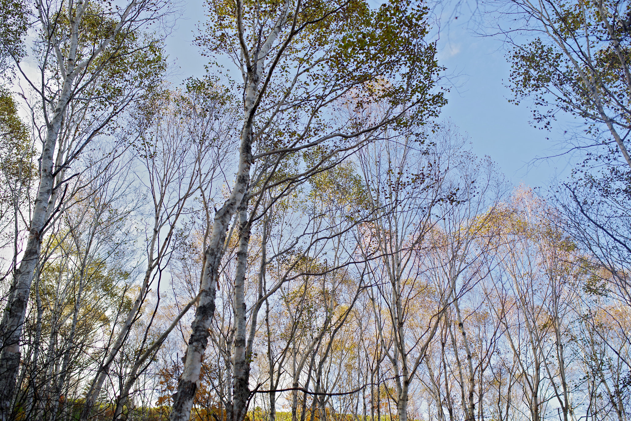 Pentax K-1 sample photo. White birch colored leaves photography