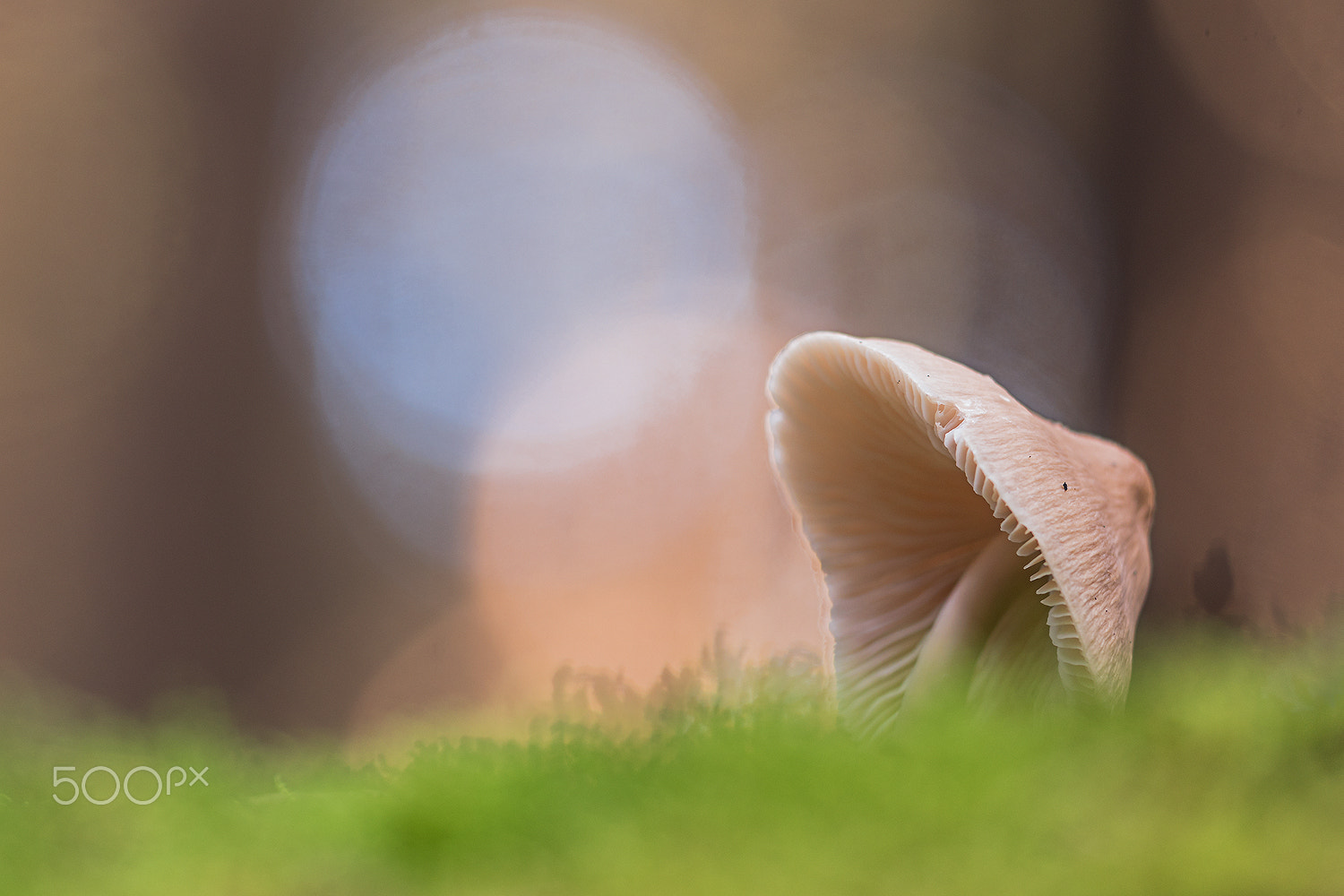 Sigma 150mm F2.8 EX DG Macro HSM sample photo. Mycena photography