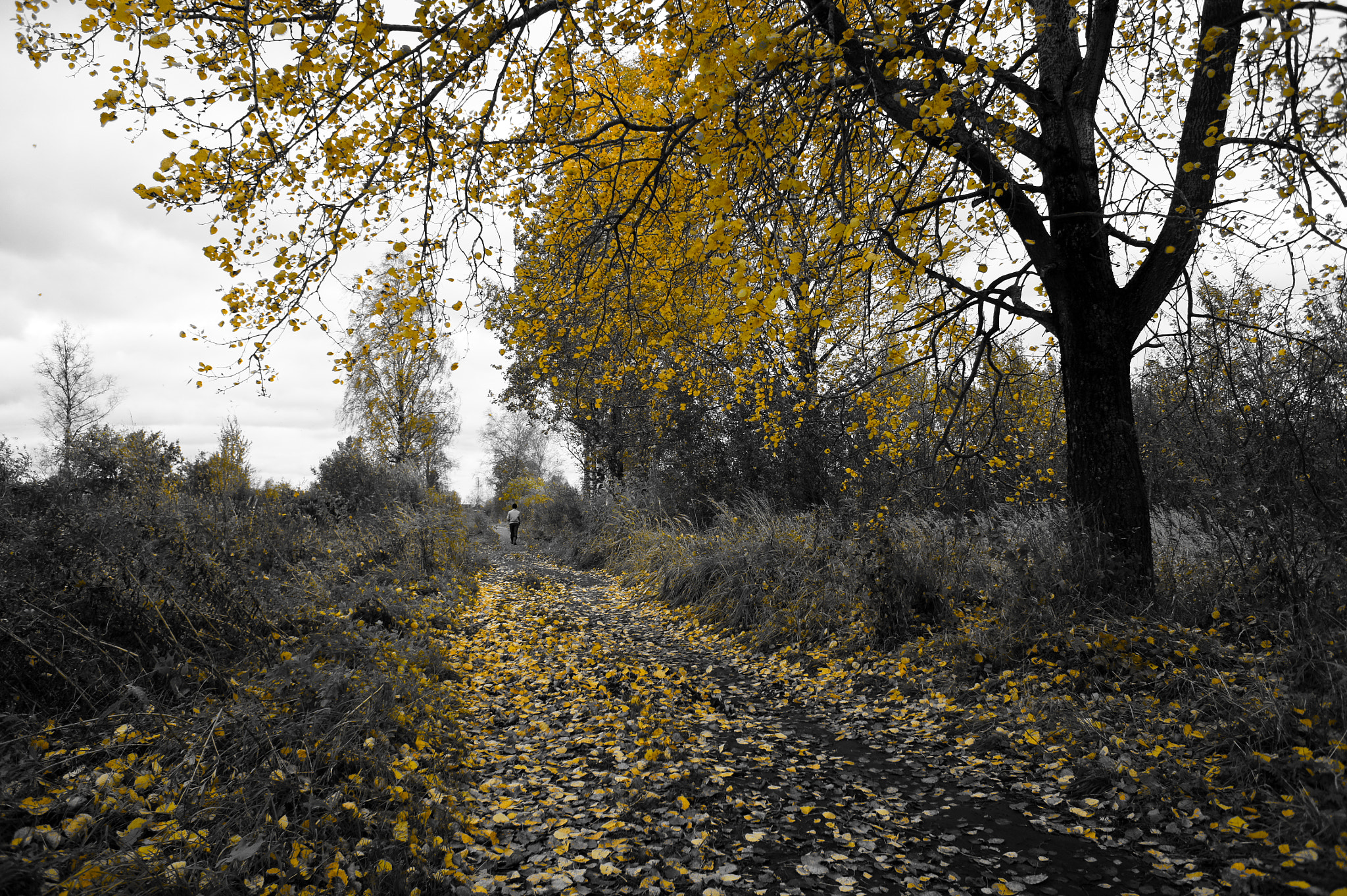 Sony Alpha NEX-5 + Sony E 16mm F2.8 sample photo. Autumn. photography