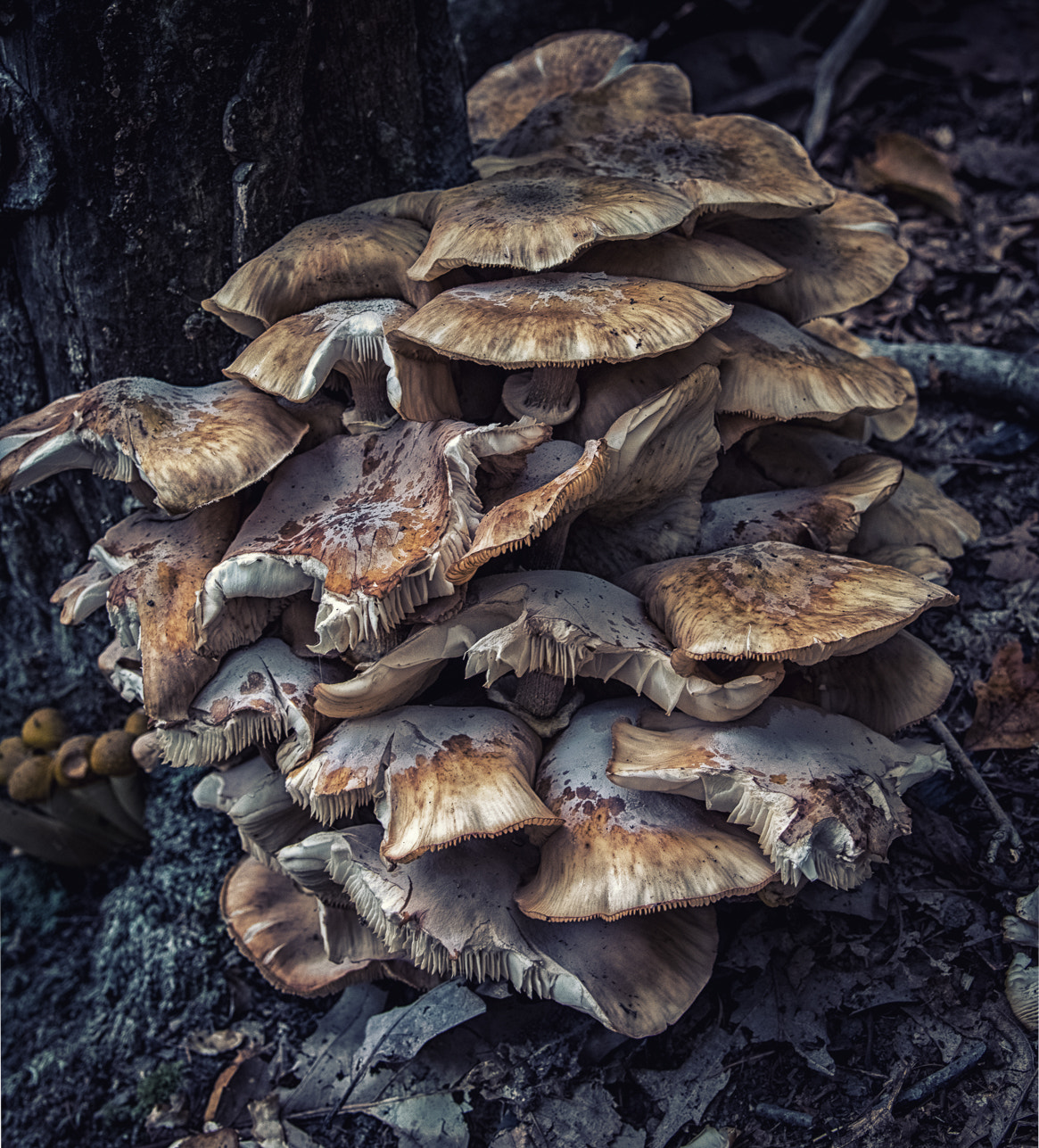 Nikon AF-S Nikkor 24-120mm F4G ED VR sample photo. Mushroom clump photography