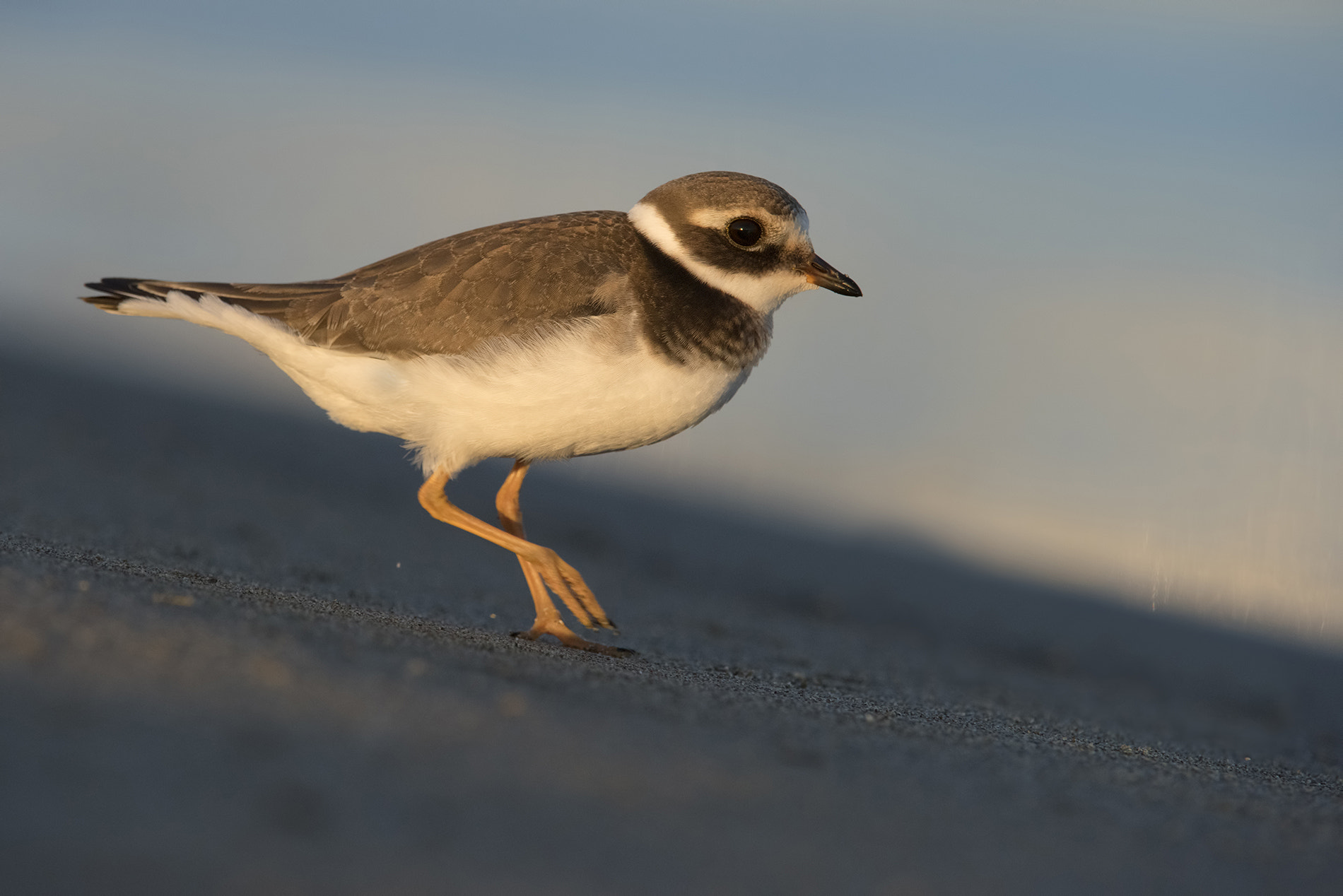 Nikon D810 sample photo. Corriere grosso- coomon ringed plover photography