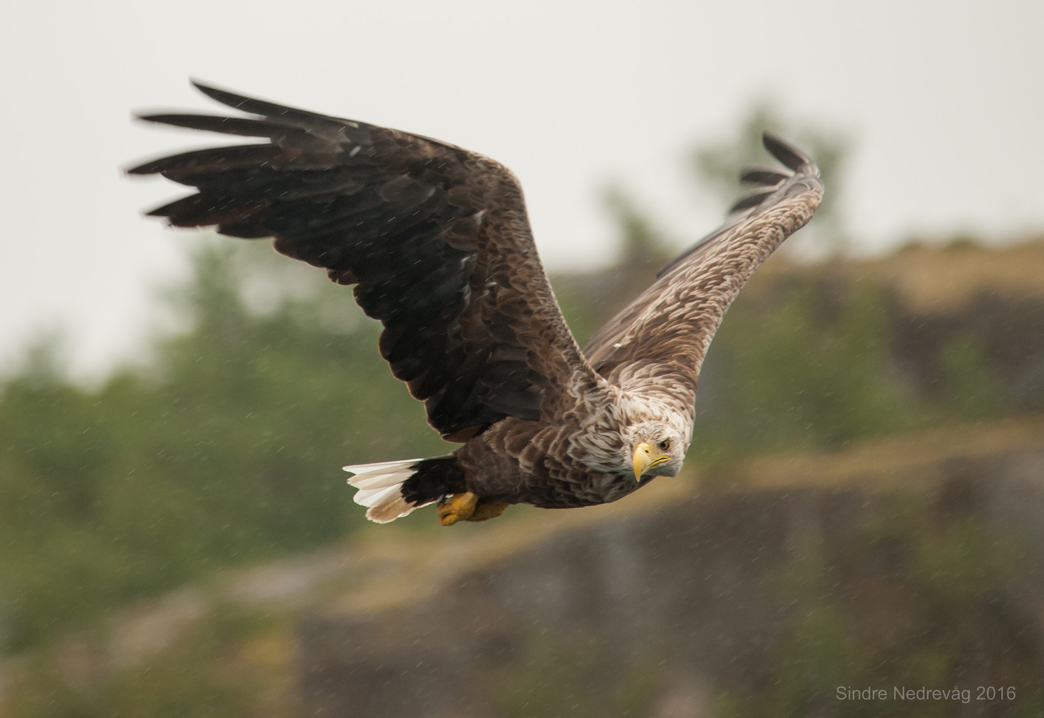 Nikon D700 + Sigma 150-500mm F5-6.3 DG OS HSM sample photo. Eagle looking right ! photography