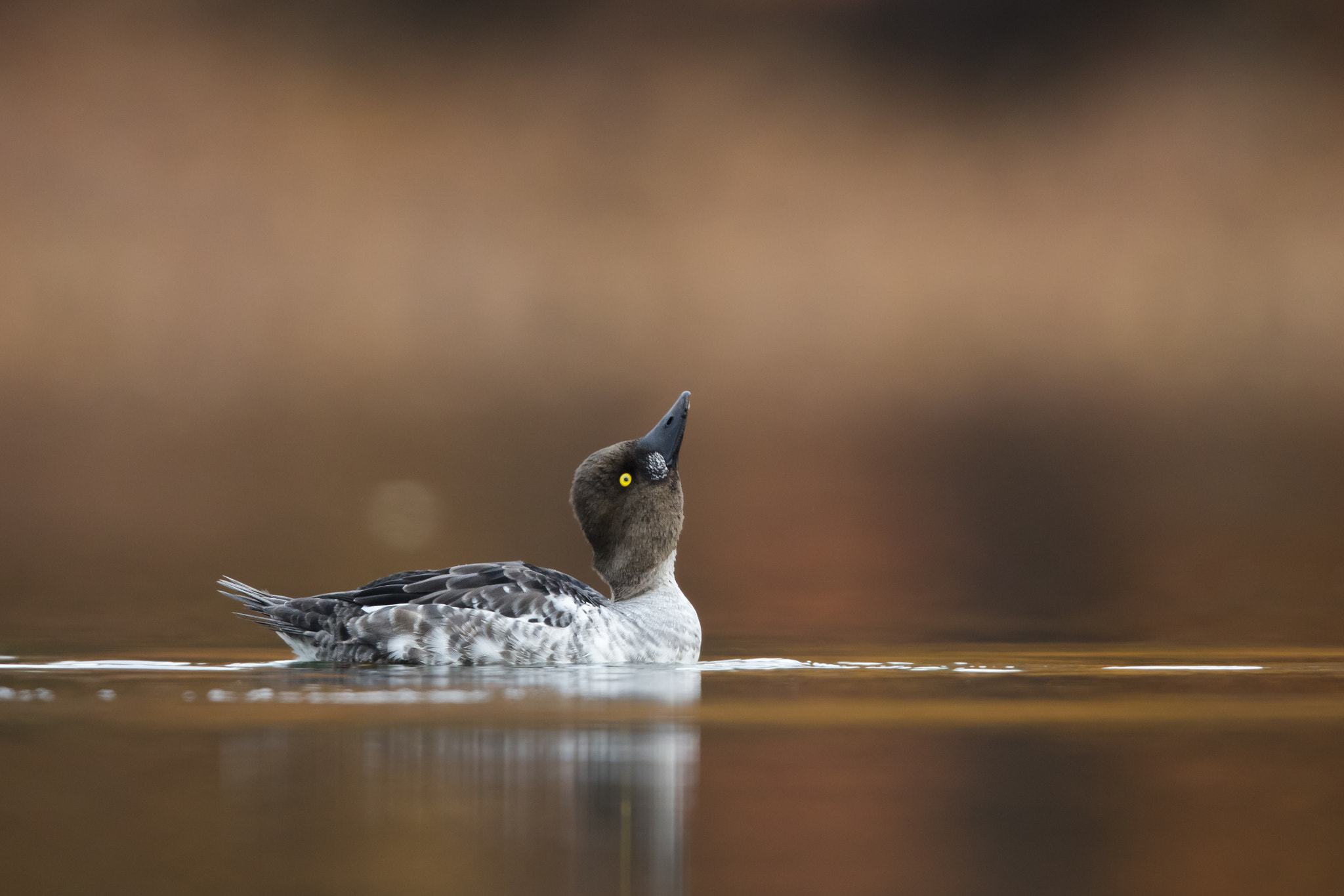 Canon EOS 5DS R + Canon EF 600mm F4L IS II USM sample photo. Common goldeneye photography