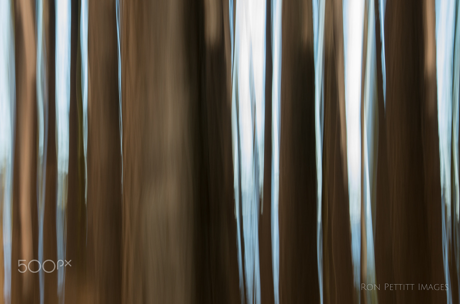 Pentax smc DA* 16-50mm F2.8 ED AL (IF) SDM sample photo. Trees in forest photography