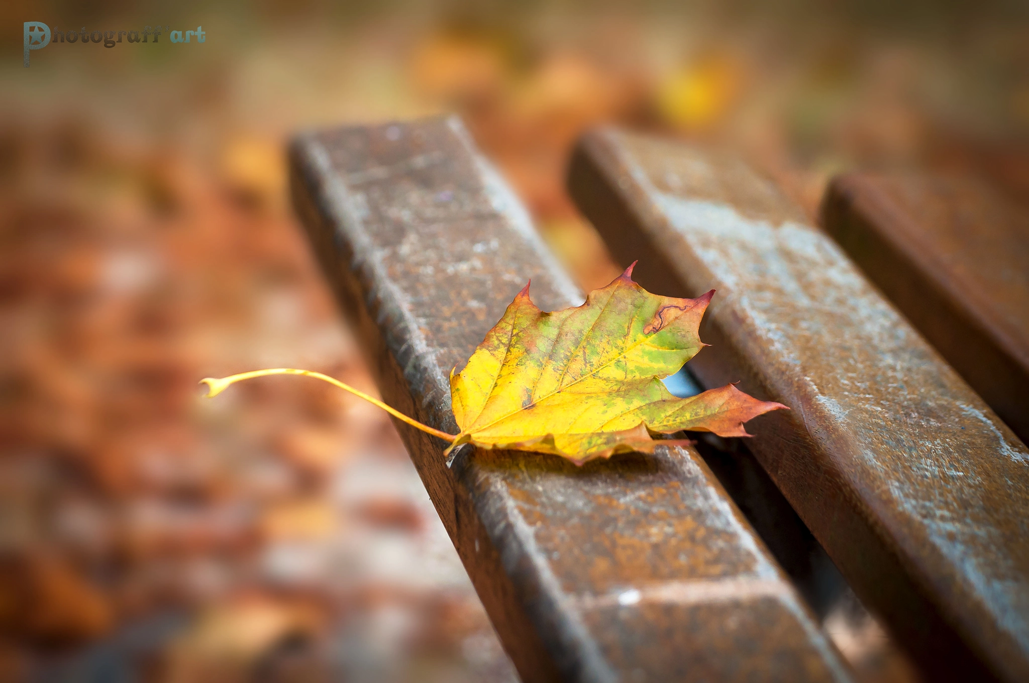 Nikon D5000 sample photo. Ambiance d'automne photography