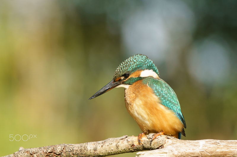 Sony ILCA-77M2 + Tamron SP 150-600mm F5-6.3 Di VC USD sample photo. Kingfisher photography