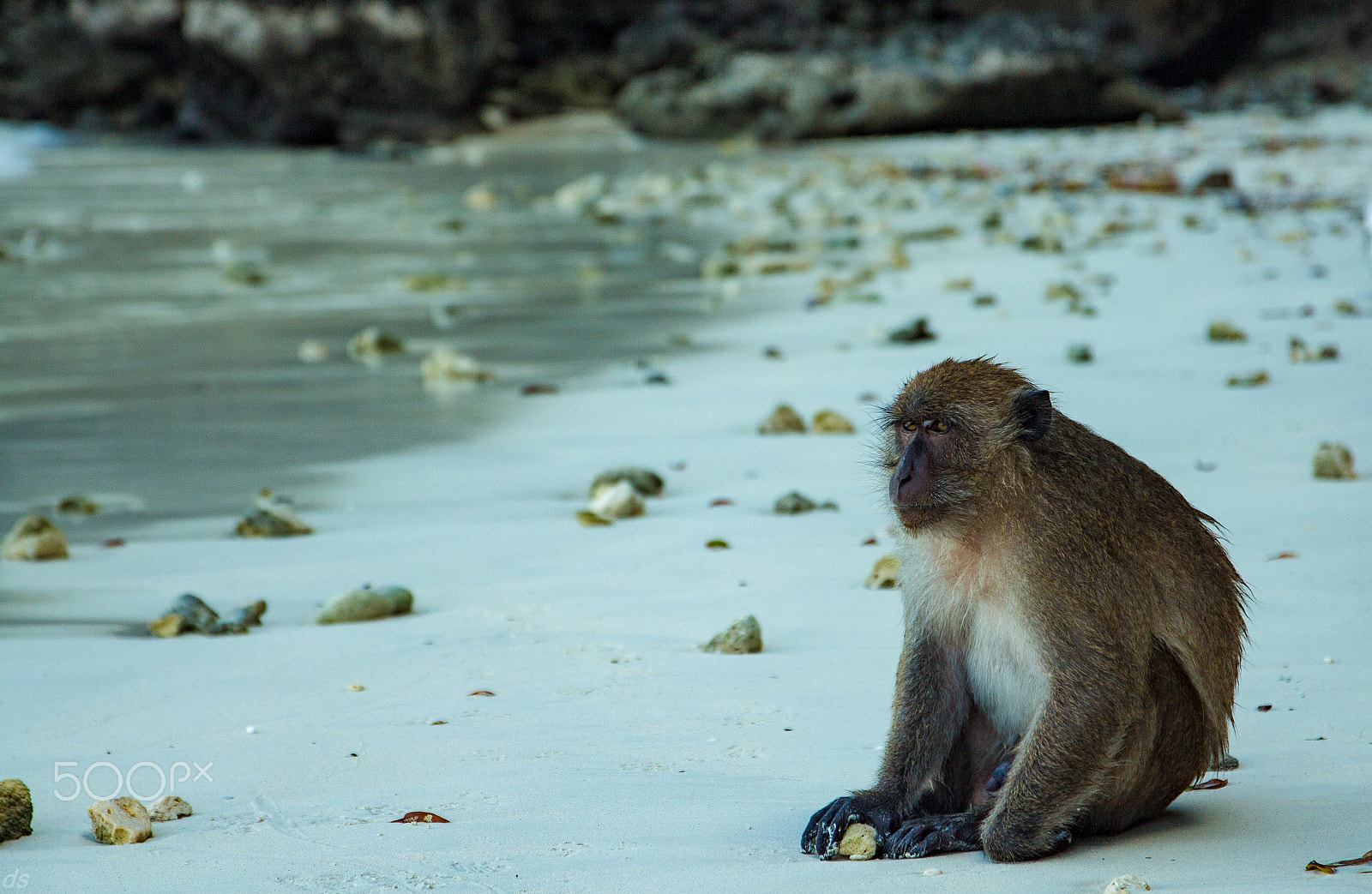 Sigma 17-70mm F2.8-4 DC Macro OS HSM sample photo. Mornful father monkey photography