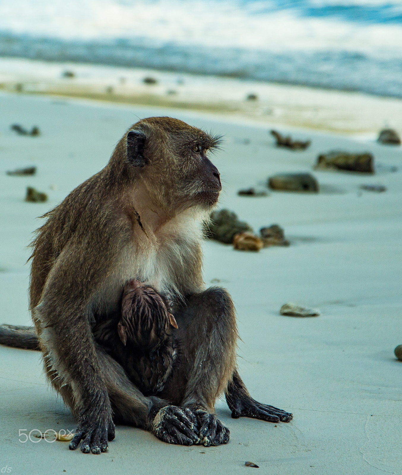 Sigma 17-70mm F2.8-4 DC Macro OS HSM sample photo. Mournful monkey photography
