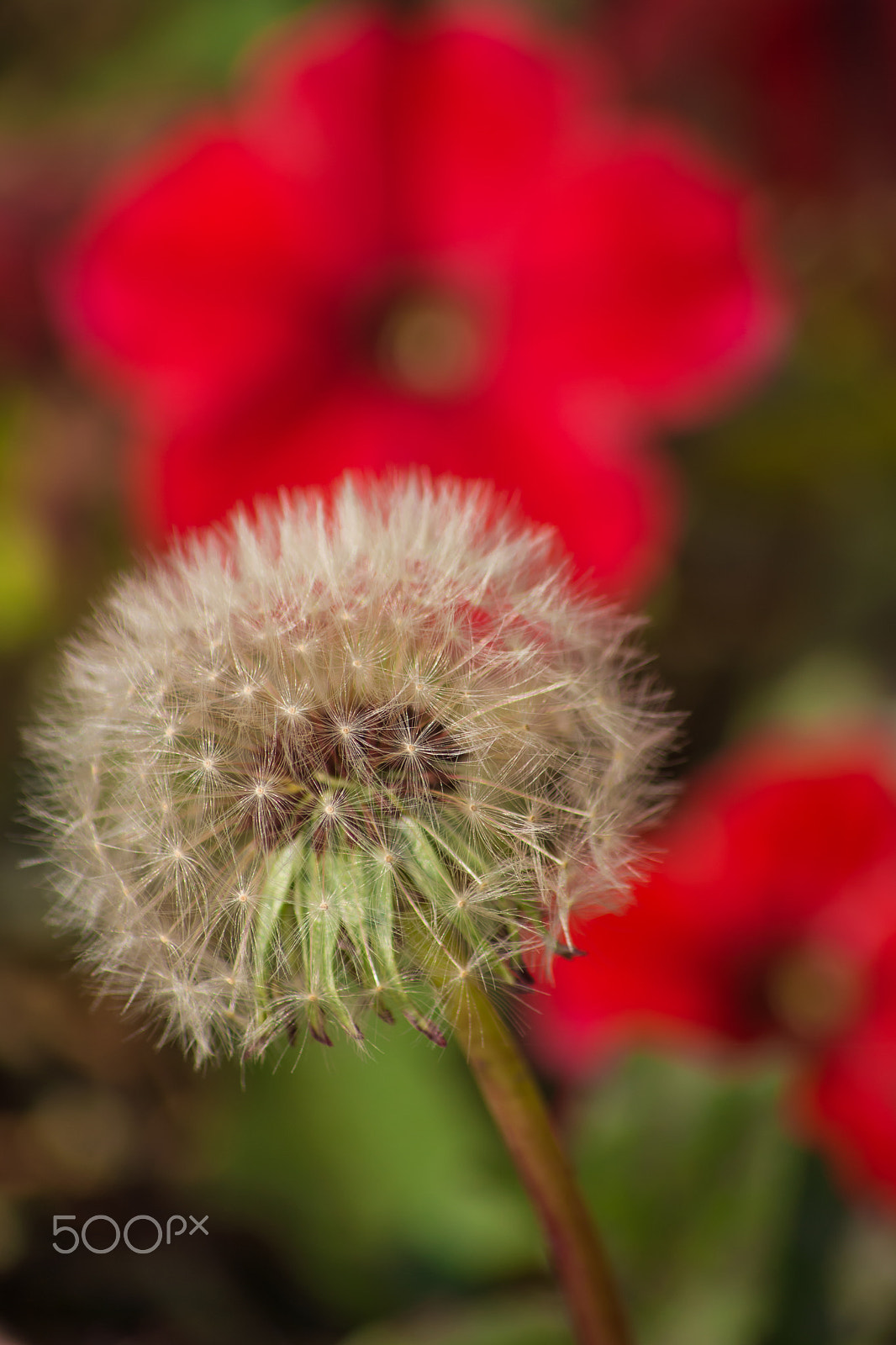 Sony SLT-A65 (SLT-A65V) + Tamron SP 24-70mm F2.8 Di VC USD sample photo. The last dandelion. photography