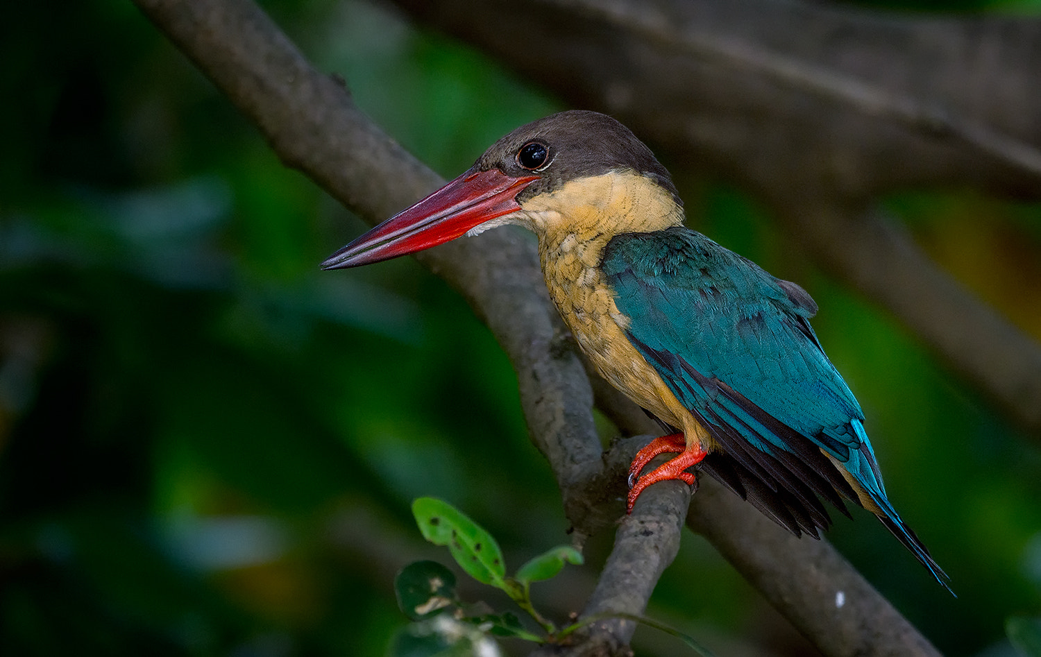 Nikon D7200 + Nikon AF-S Nikkor 500mm F4G ED VR sample photo. Stork billed kingfisher photography