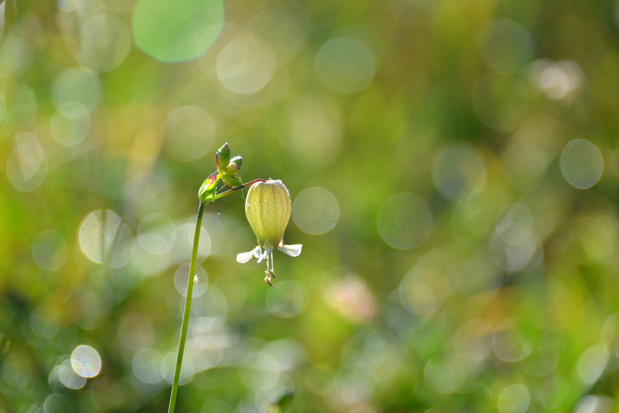 Nikon D800 + Nikon AF Nikkor 24mm F2.8D sample photo. Light of dawn photography