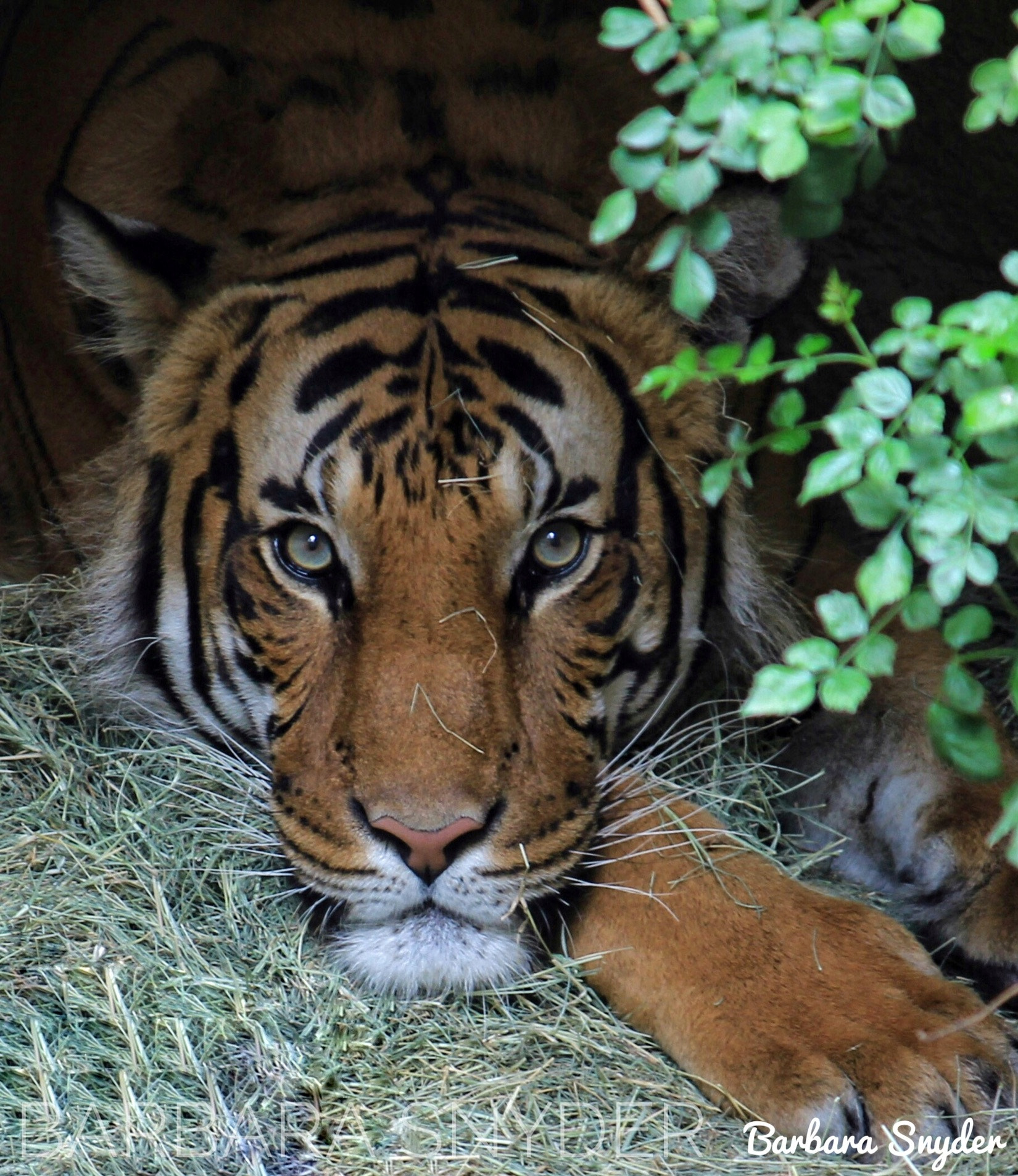 Canon EF-S 55-250mm F4-5.6 IS sample photo. This tiger is looking at you photography