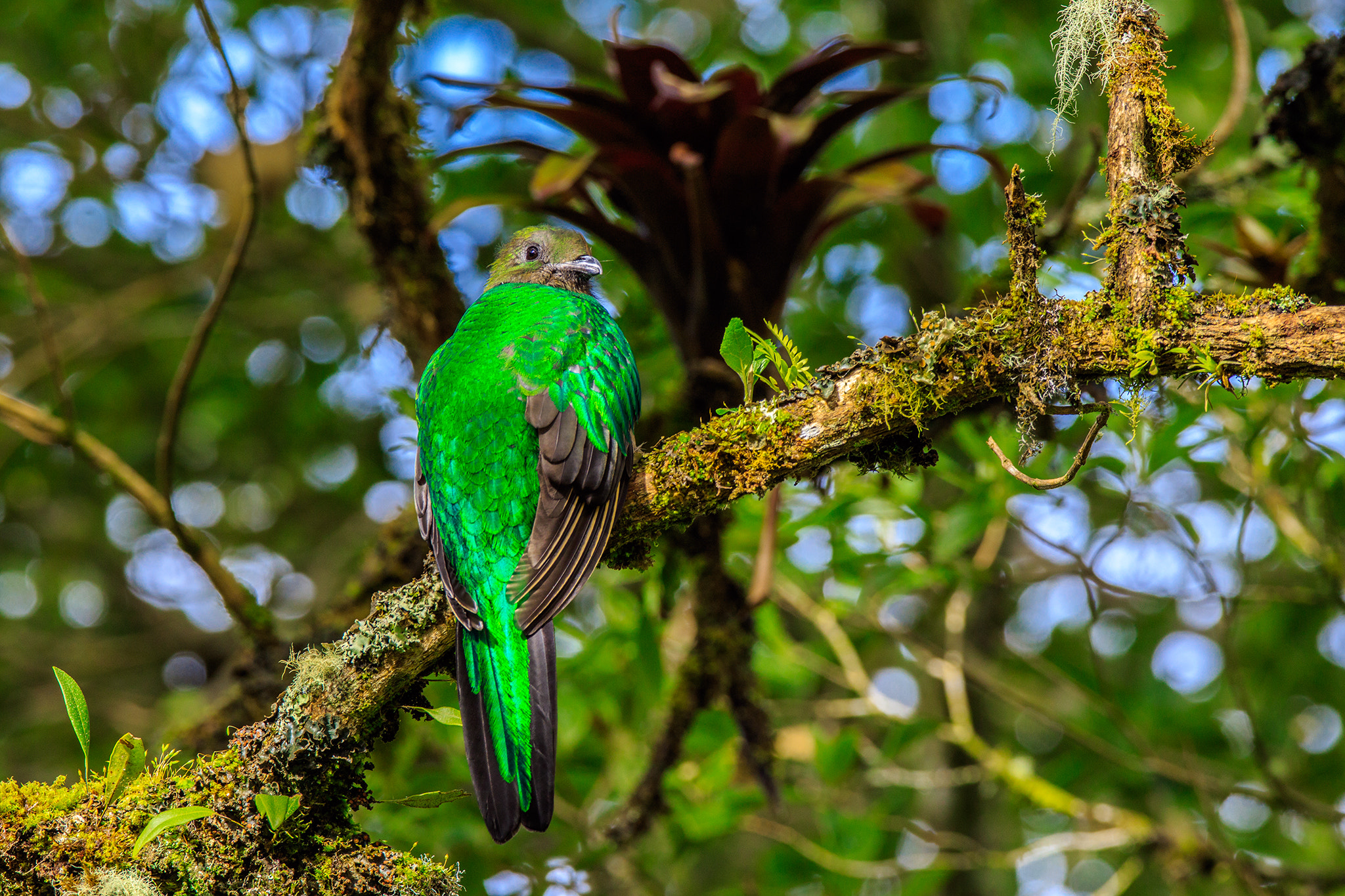 Canon EF 600mm f/4L IS sample photo. Quetzal (f) photography