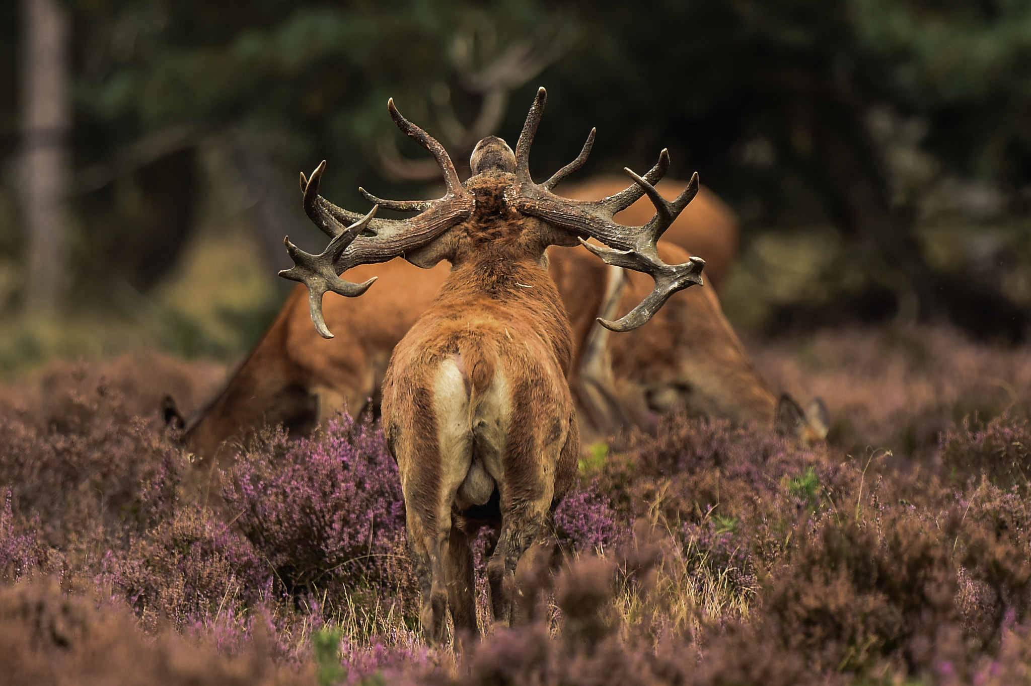 Nikon D4S + Nikon AF-S Nikkor 500mm F4G ED VR sample photo. This red deer is guarding his feemales. photography