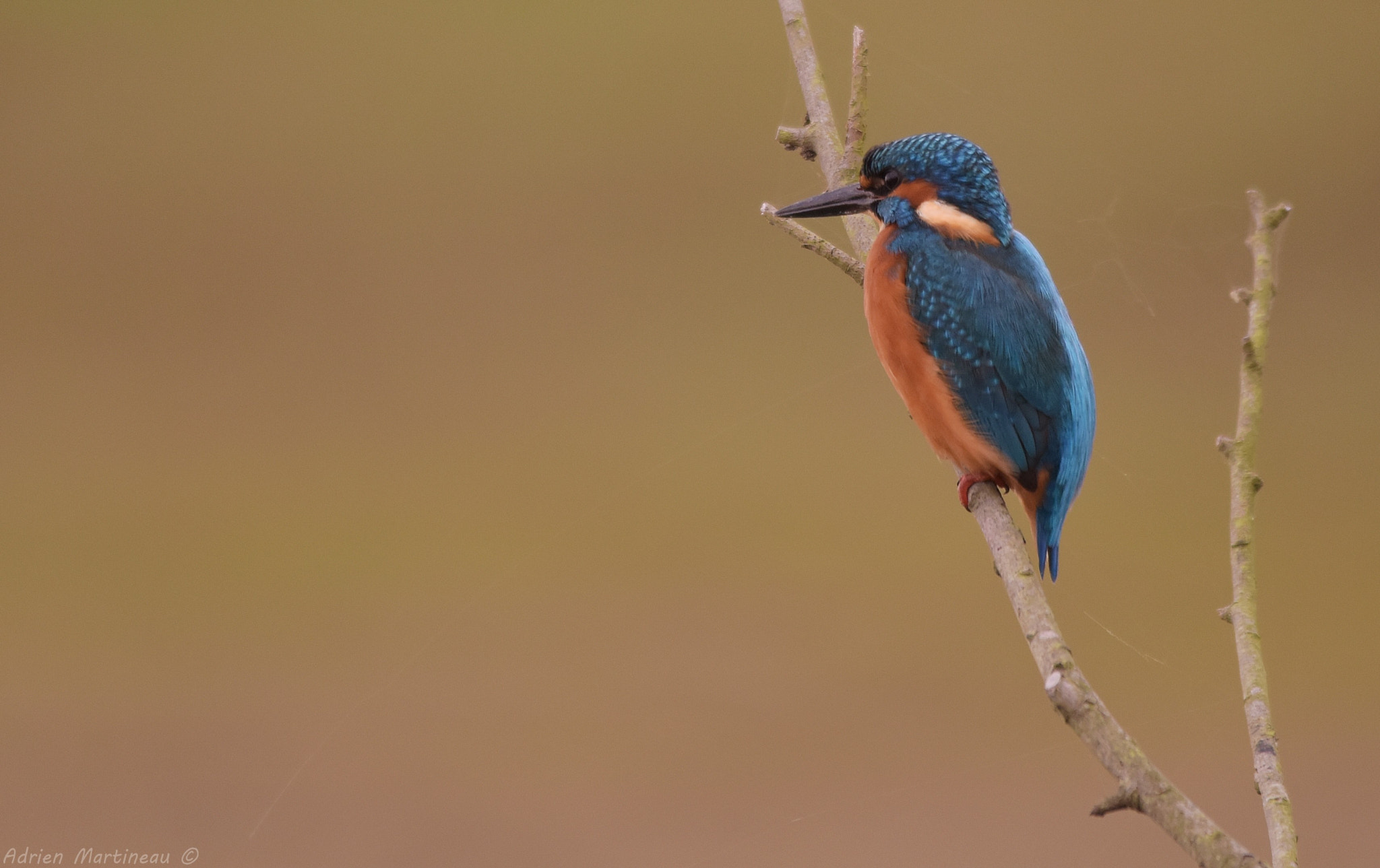 Sigma 150-500mm F5-6.3 DG OS HSM sample photo. Martin pêcheur d'europe (alcedo atthis) photography