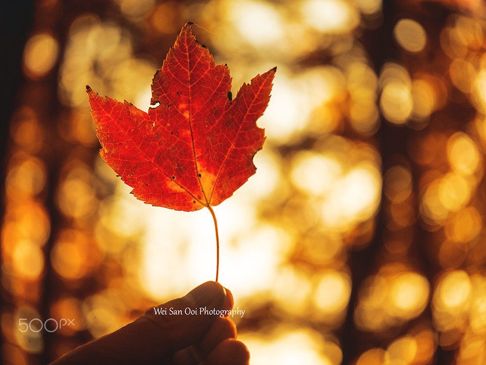 Panasonic Leica DG Macro-Elmarit 45mm F2.8 ASPH OIS sample photo. Foliage 03 photography