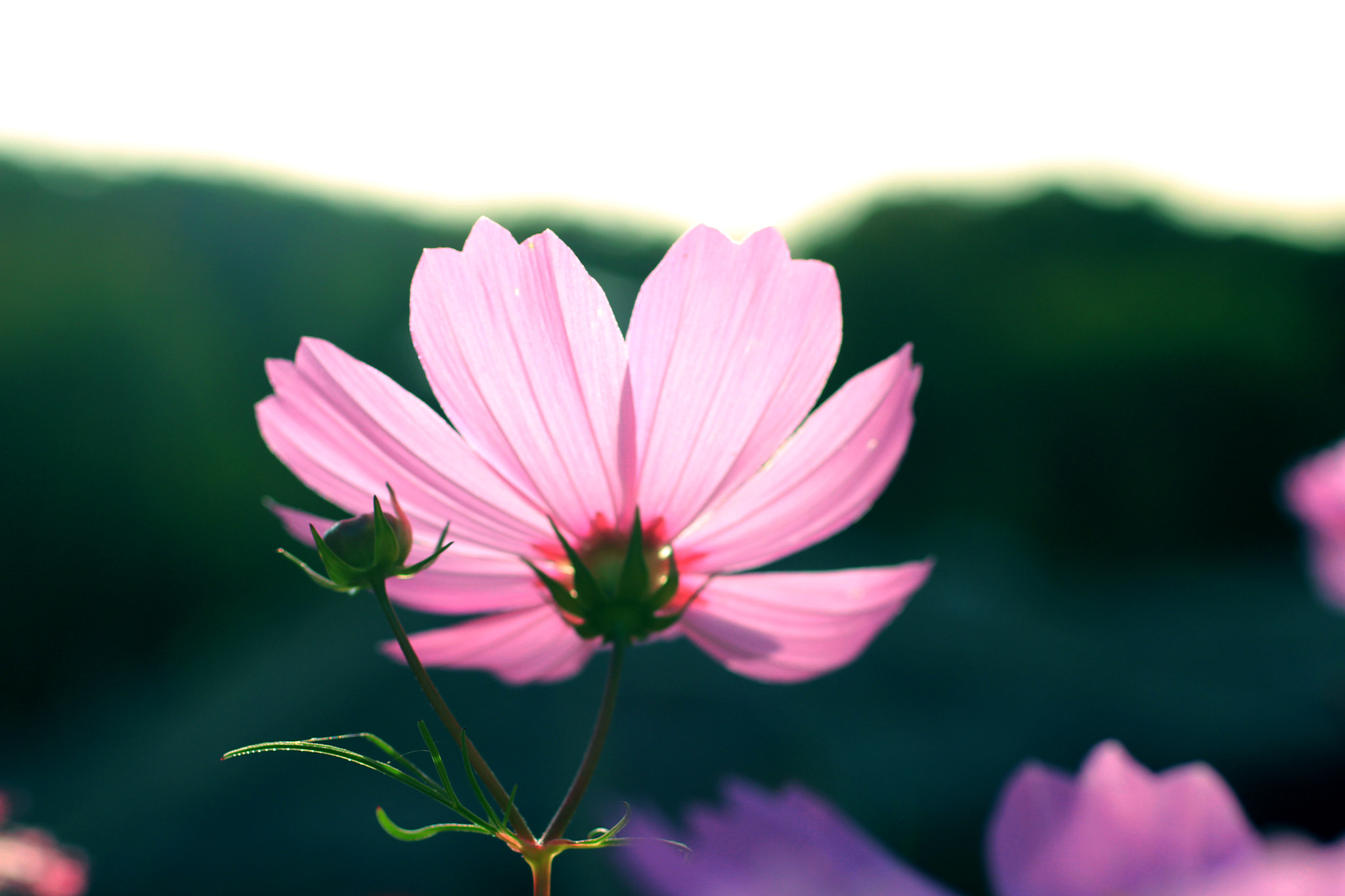 Canon EF 50mm F2.5 Macro sample photo. Blossom photography