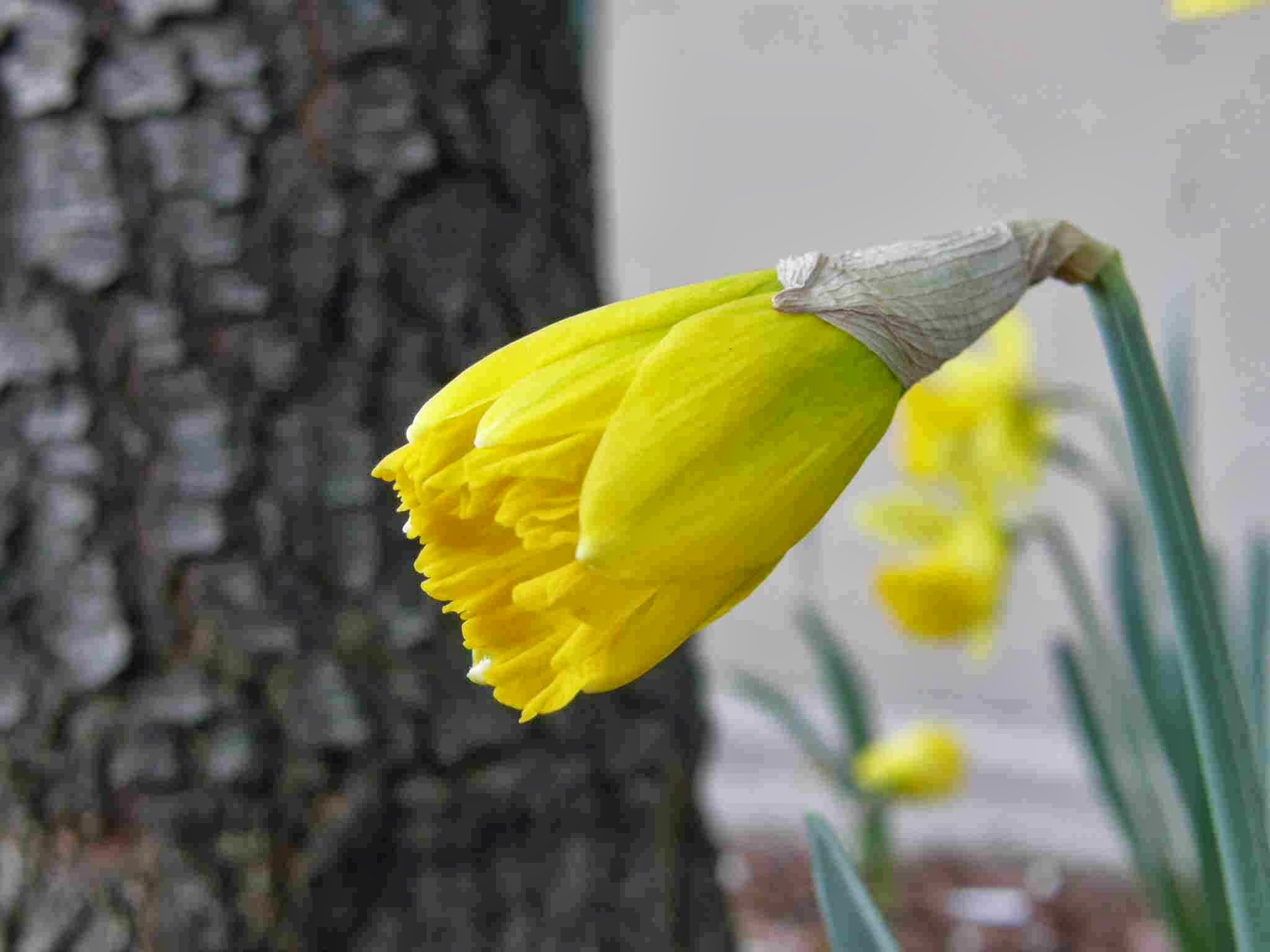 Olympus SP560UZ sample photo. The yellow flower photography