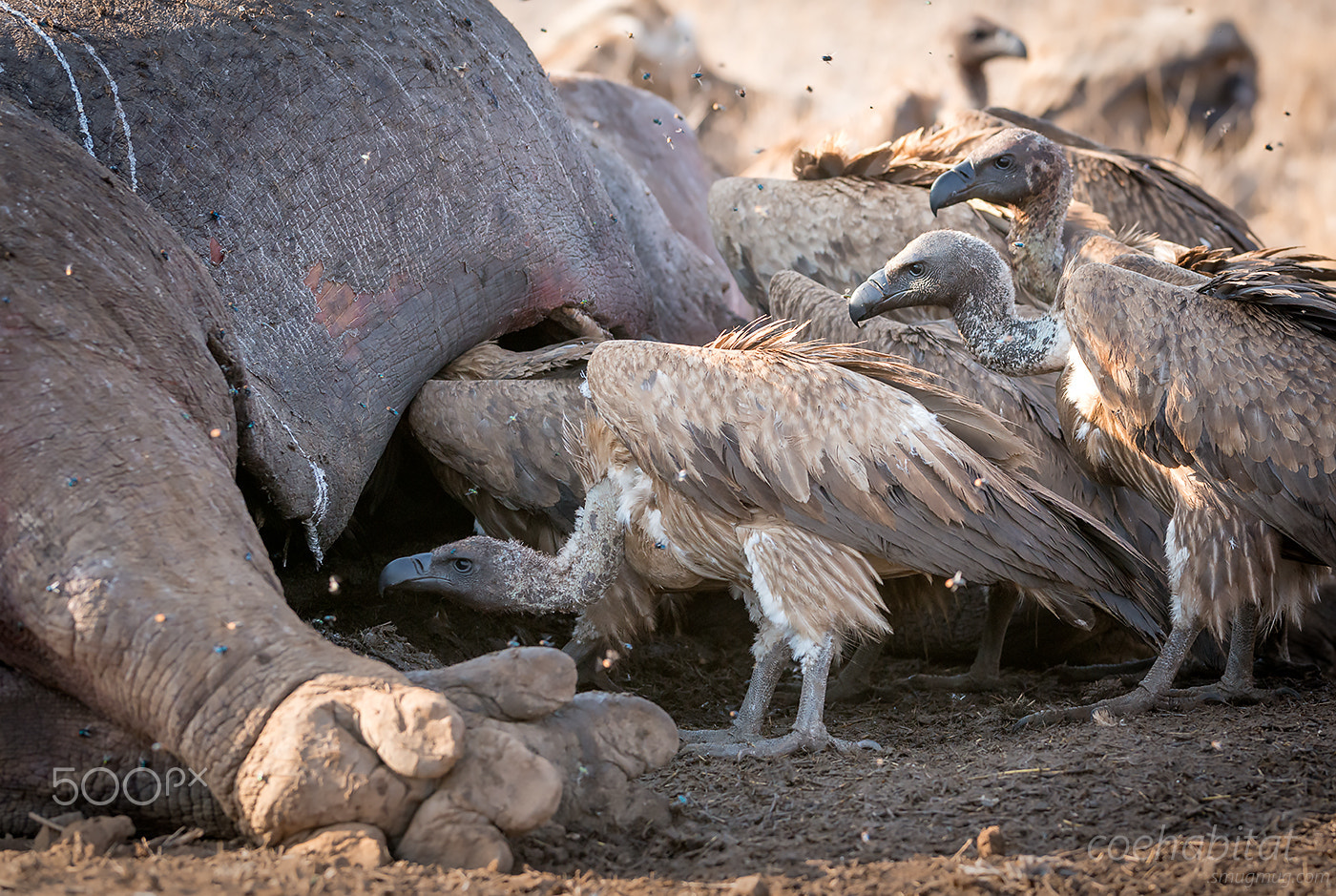 Nikon AF-S Nikkor 200-400mm F4G ED-IF VR sample photo. 'dinner queue' photography