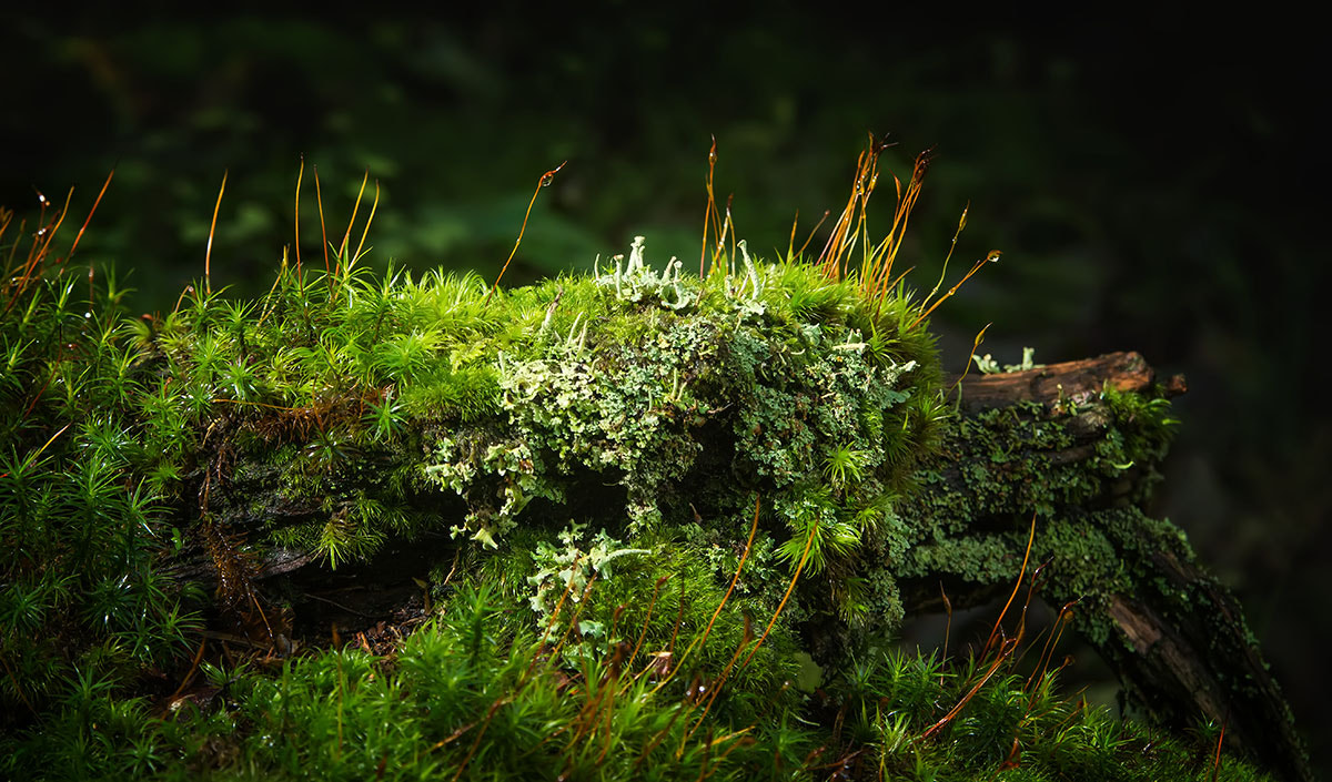 Sony SLT-A77 sample photo. Green photography