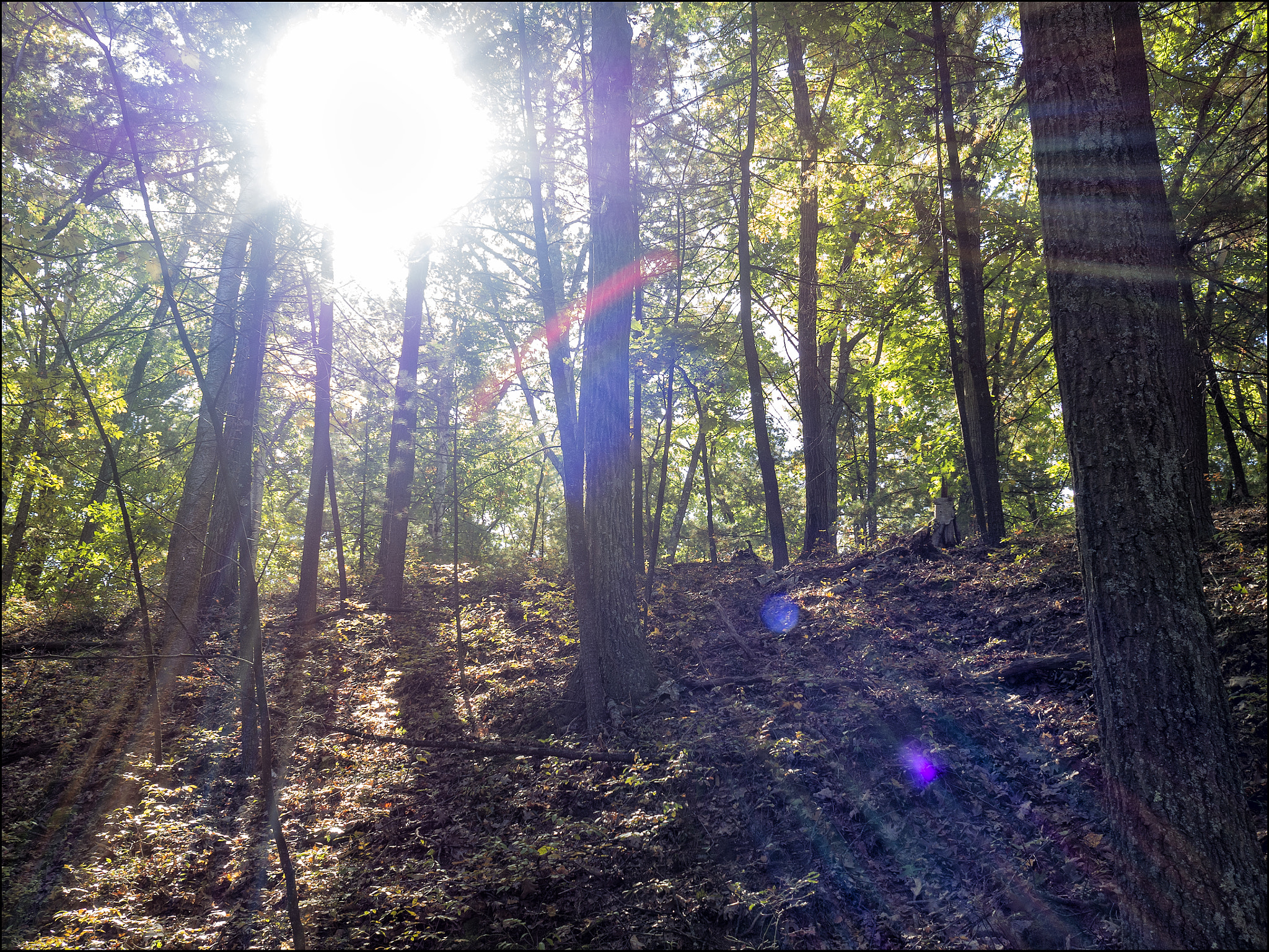 Olympus OM-D E-M10 + Olympus M.Zuiko Digital 17mm F1.8 sample photo. Walden woods photography