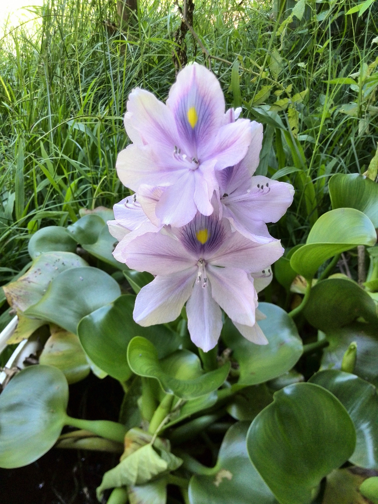 HUAWEI P6-U06 sample photo. Little orchid  photography