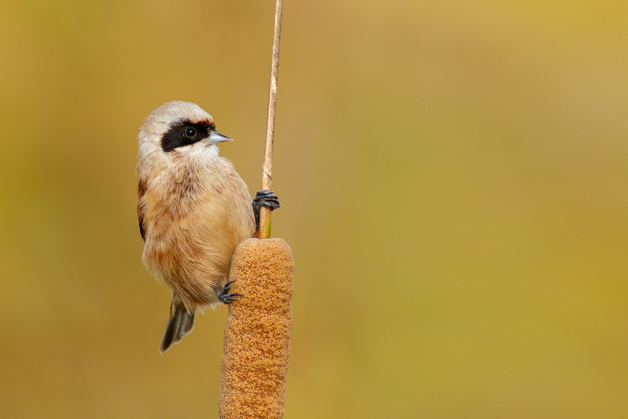 Canon EOS 7D Mark II + Canon EF 400mm F5.6L USM sample photo. Pájaro moscón photography