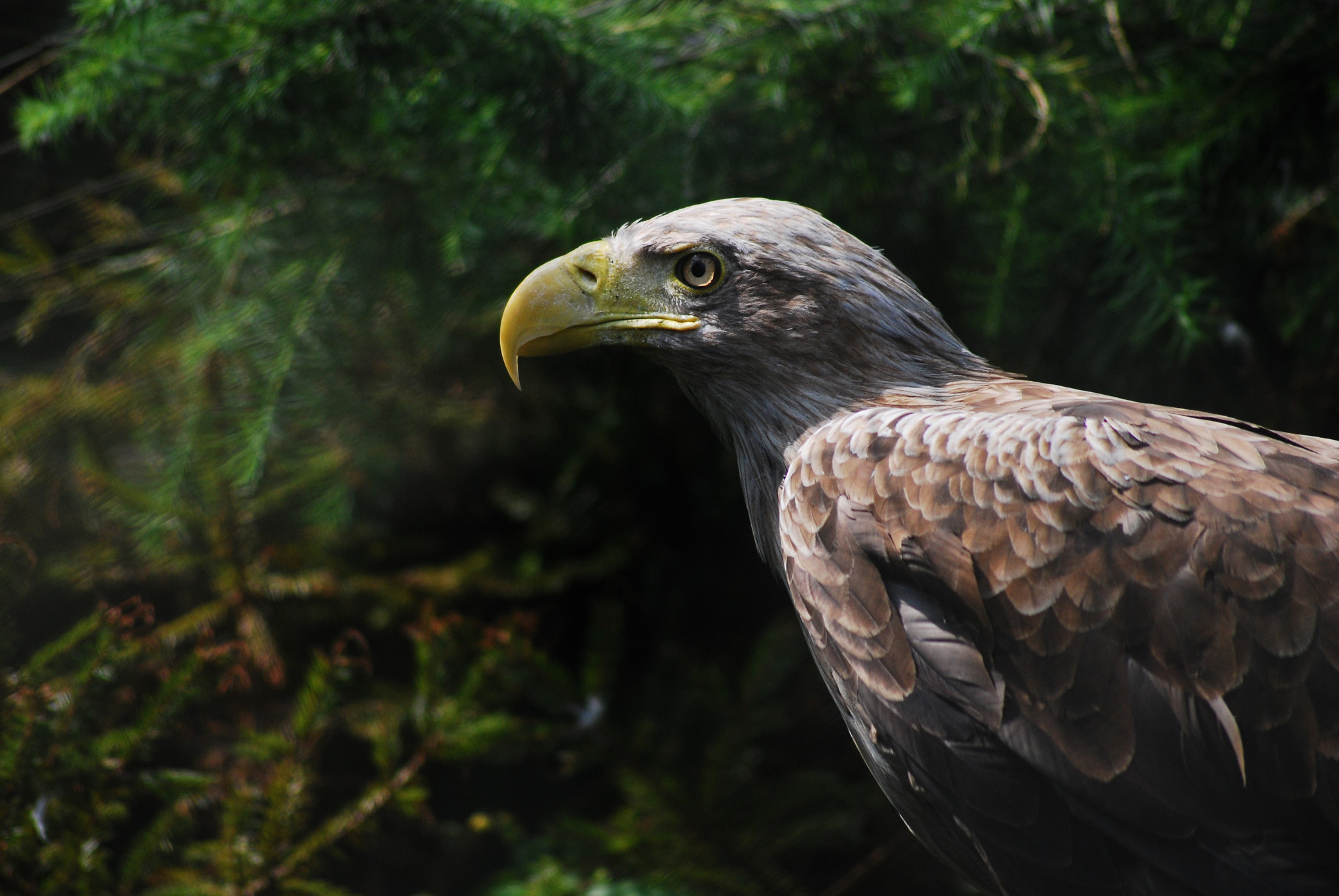 Sigma 70-300mm F4-5.6 APO DG Macro sample photo. Eagle photography