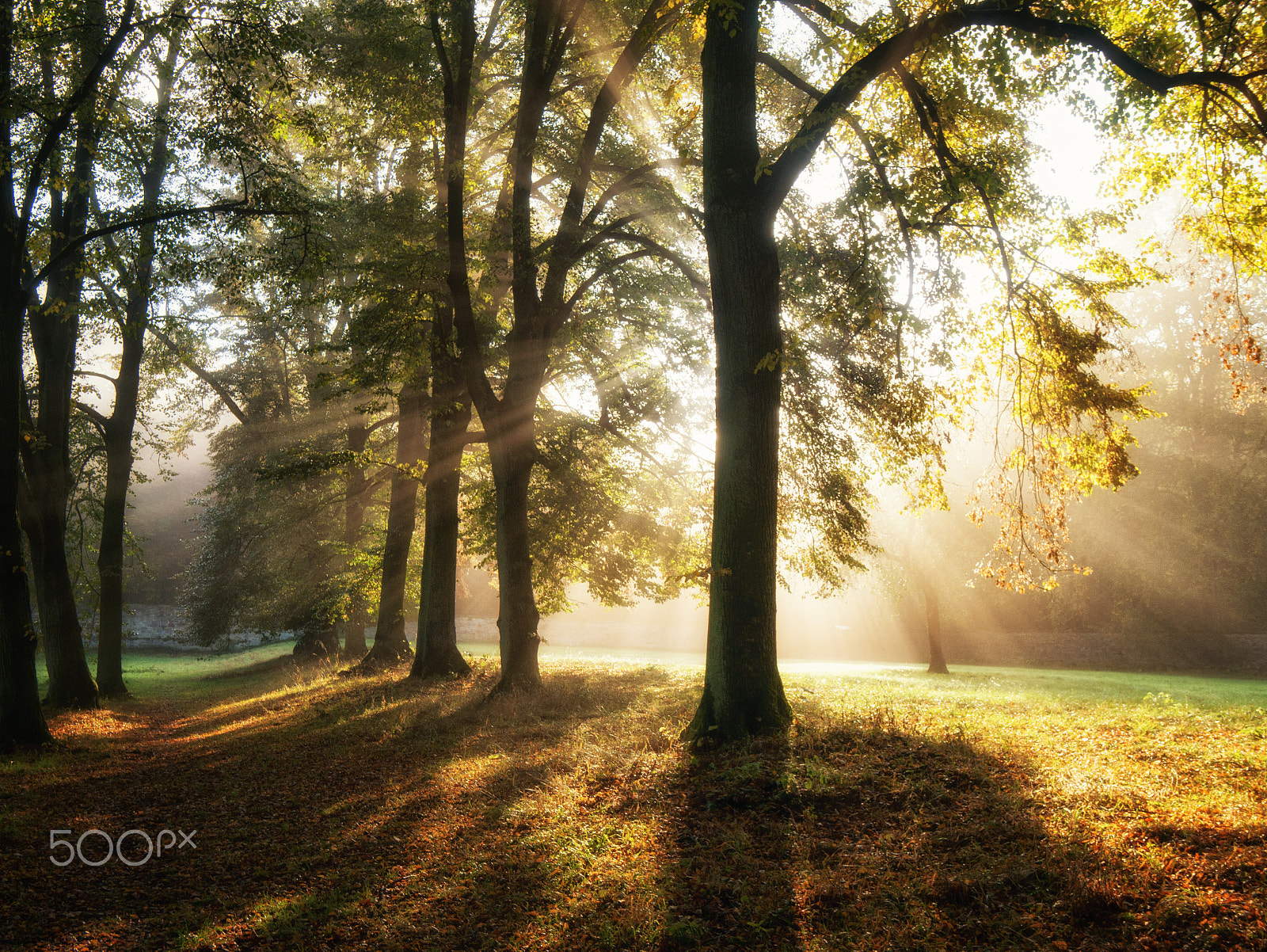 Panasonic Lumix DMC-G7 + OLYMPUS M.9-18mm F4.0-5.6 sample photo. Sunrays photography