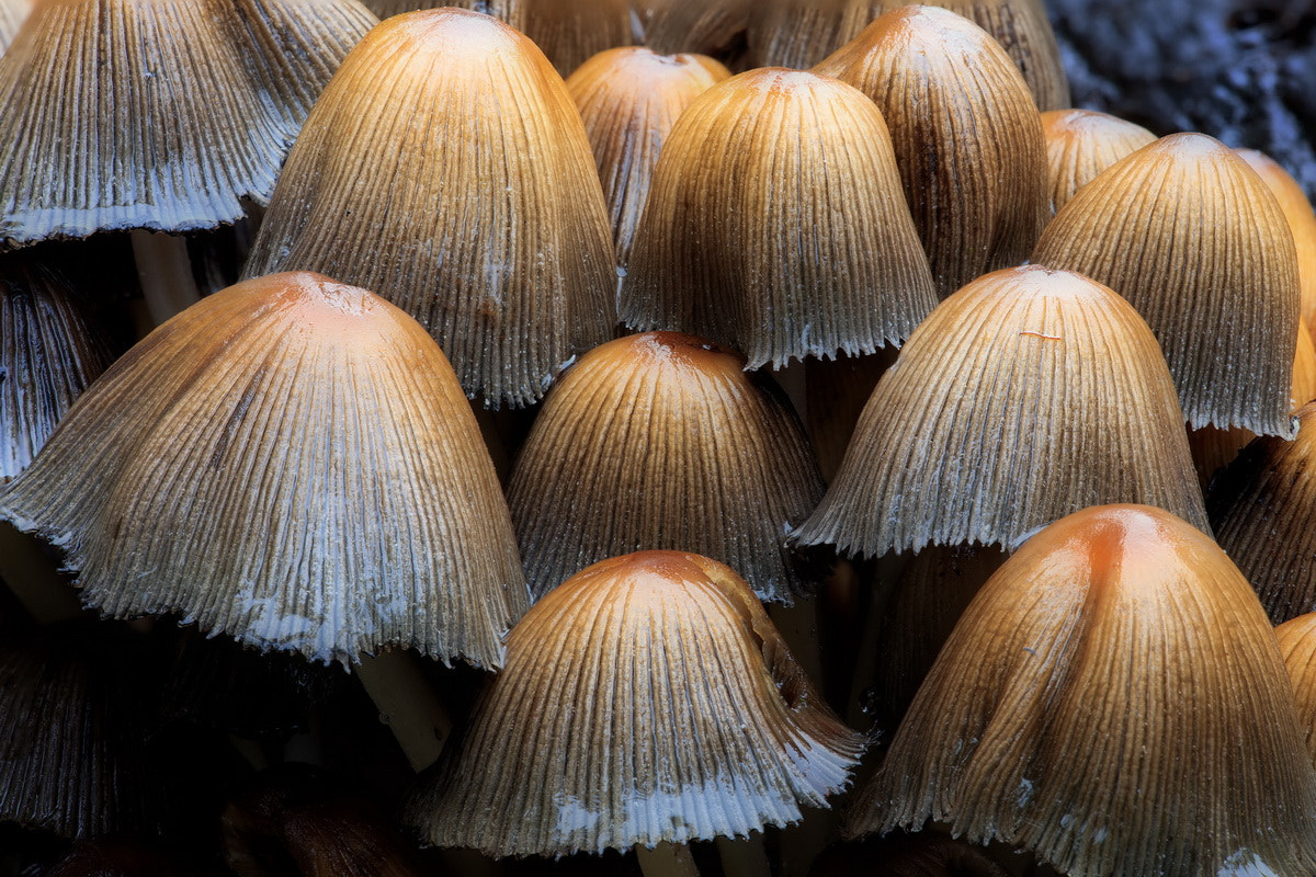 Sigma APO Macro 150mm f/2.8 EX DG HSM sample photo. Shelter photography