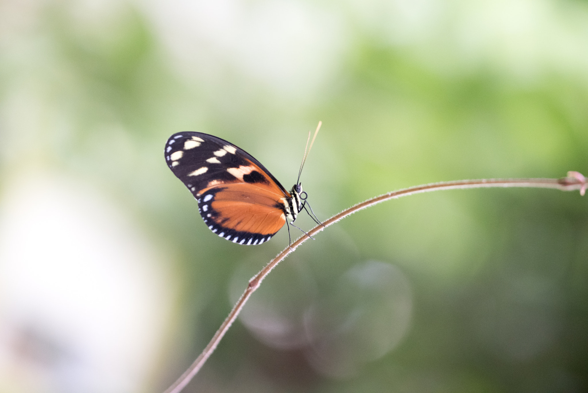 Sigma 150mm F2.8 EX DG OS Macro HSM sample photo. Heliconius ismenius photography