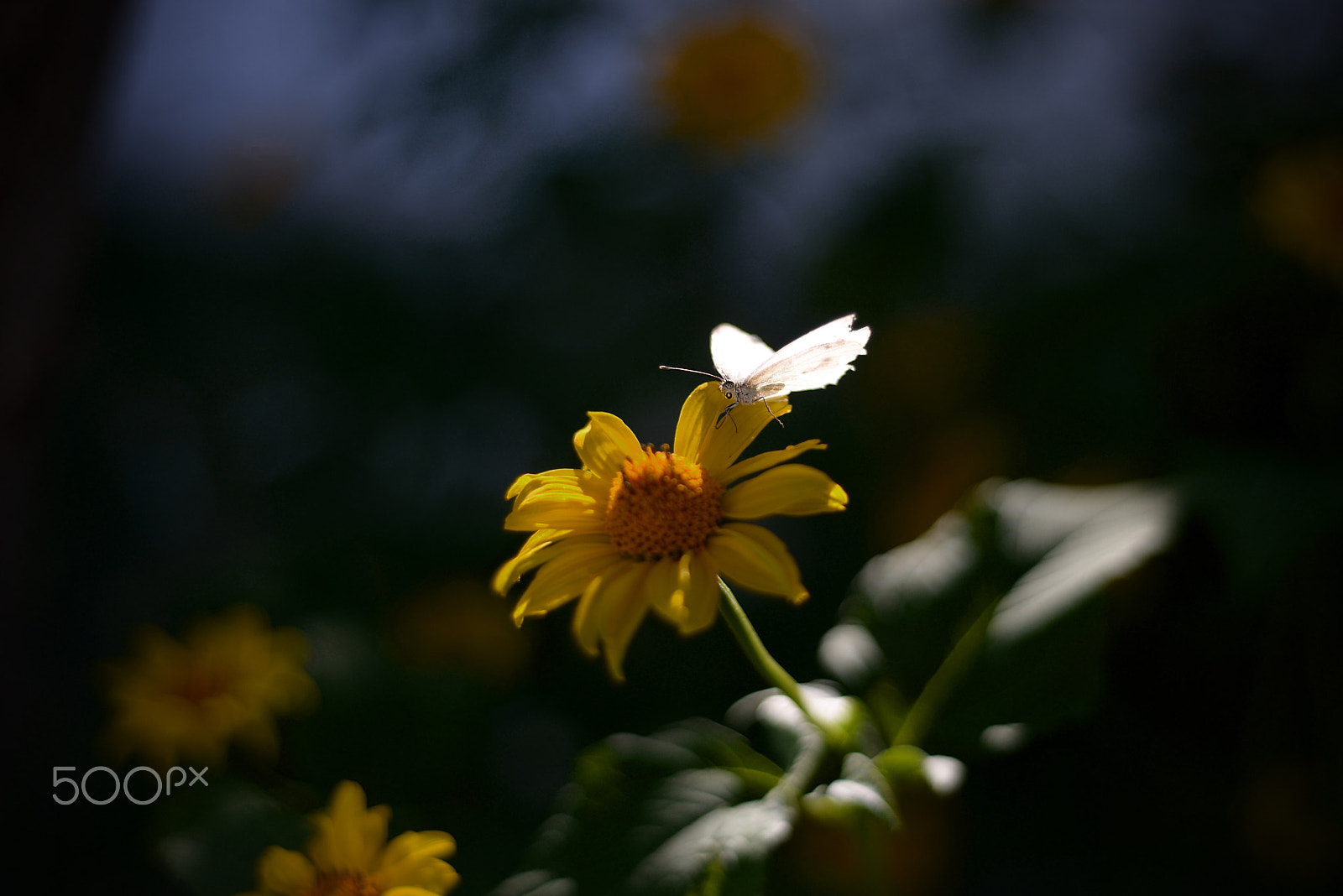 Nikon D800E + Nikon AF Nikkor 50mm F1.8D sample photo. Dsc photography