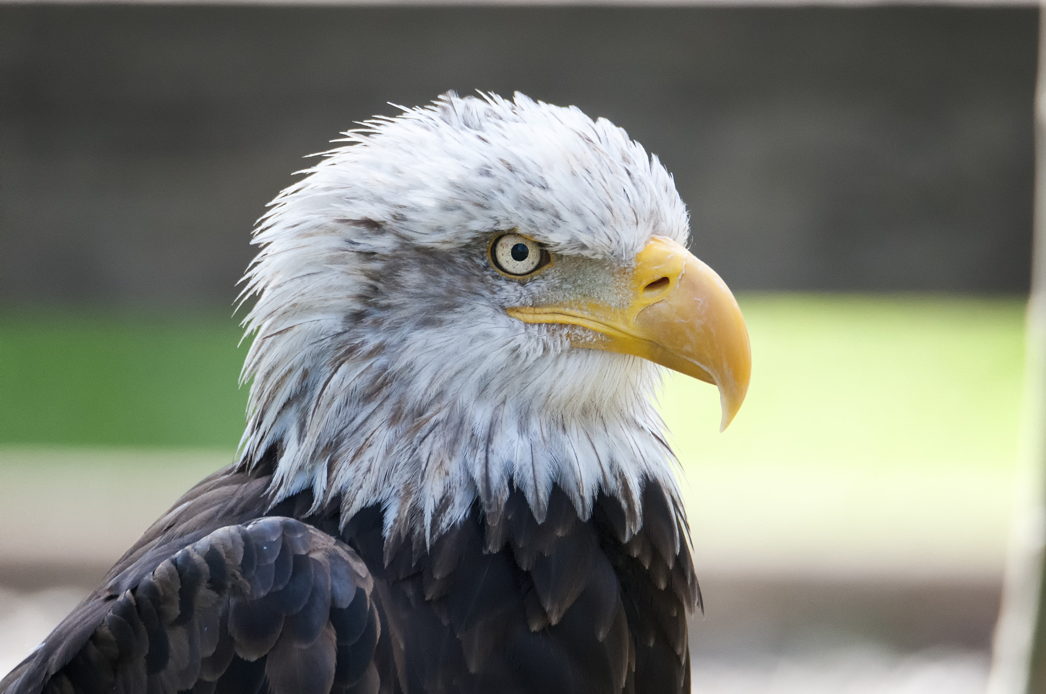 Nikon D300 sample photo. Haliaeetus leucocephalus photography
