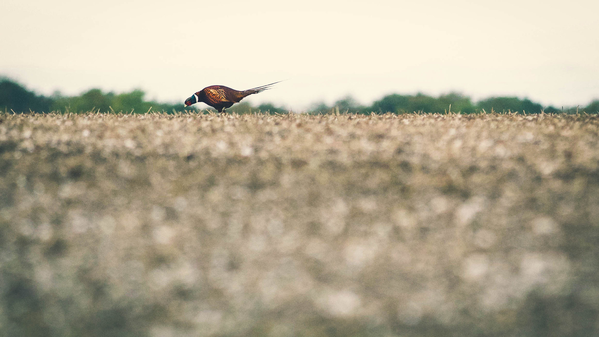 Canon EF 70-200mm F2.8L IS II USM sample photo. Game season photography