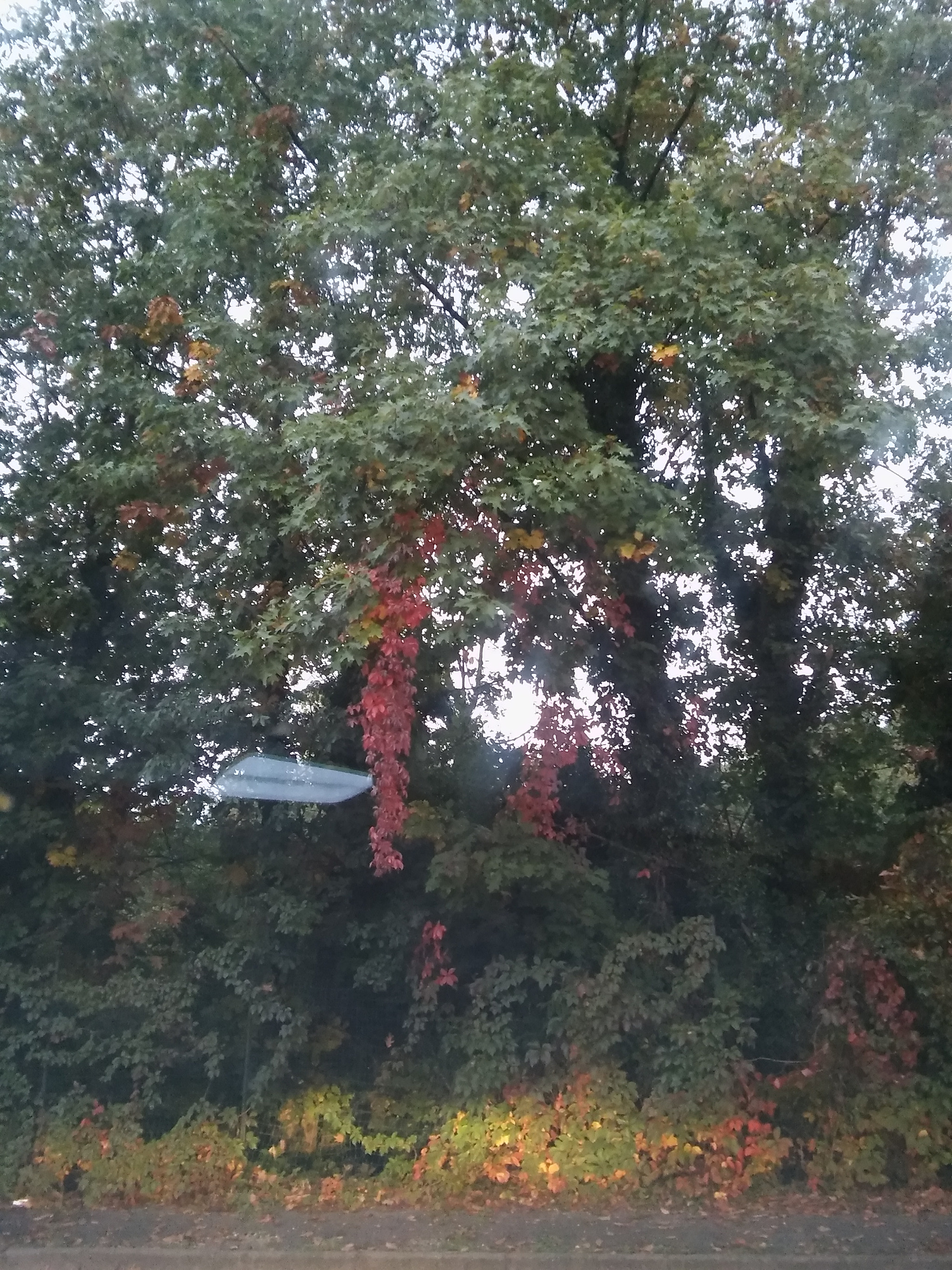 LG SPIRIT 4G LTE sample photo. Autunno photography