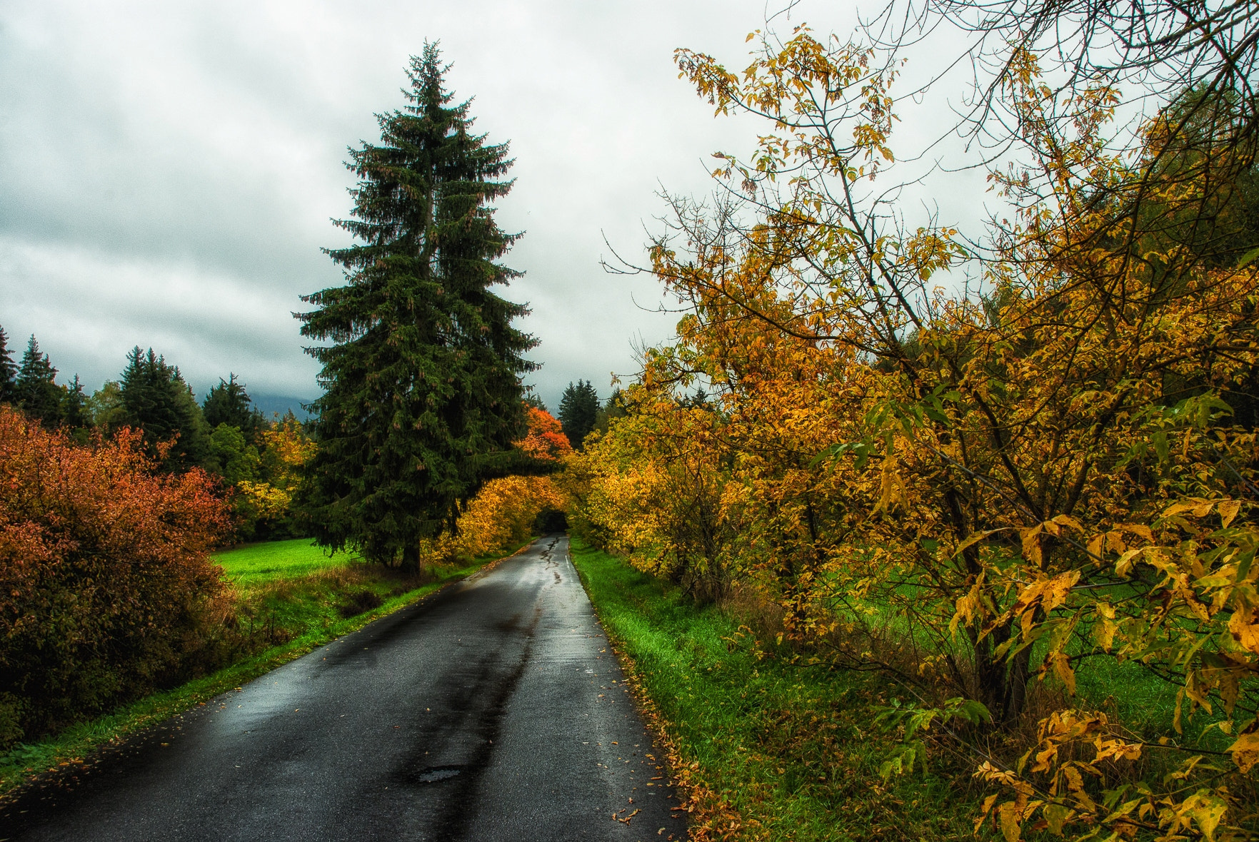 Nikon D3000 sample photo. Autumn way photography