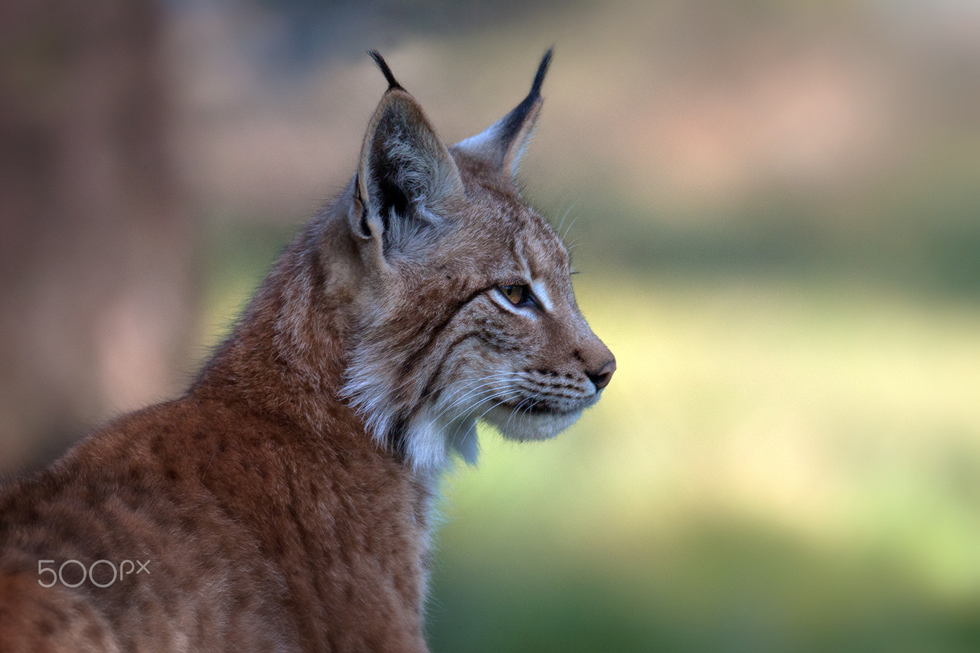 Tamron SP 150-600mm F5-6.3 Di VC USD sample photo. Lynx lynx photography