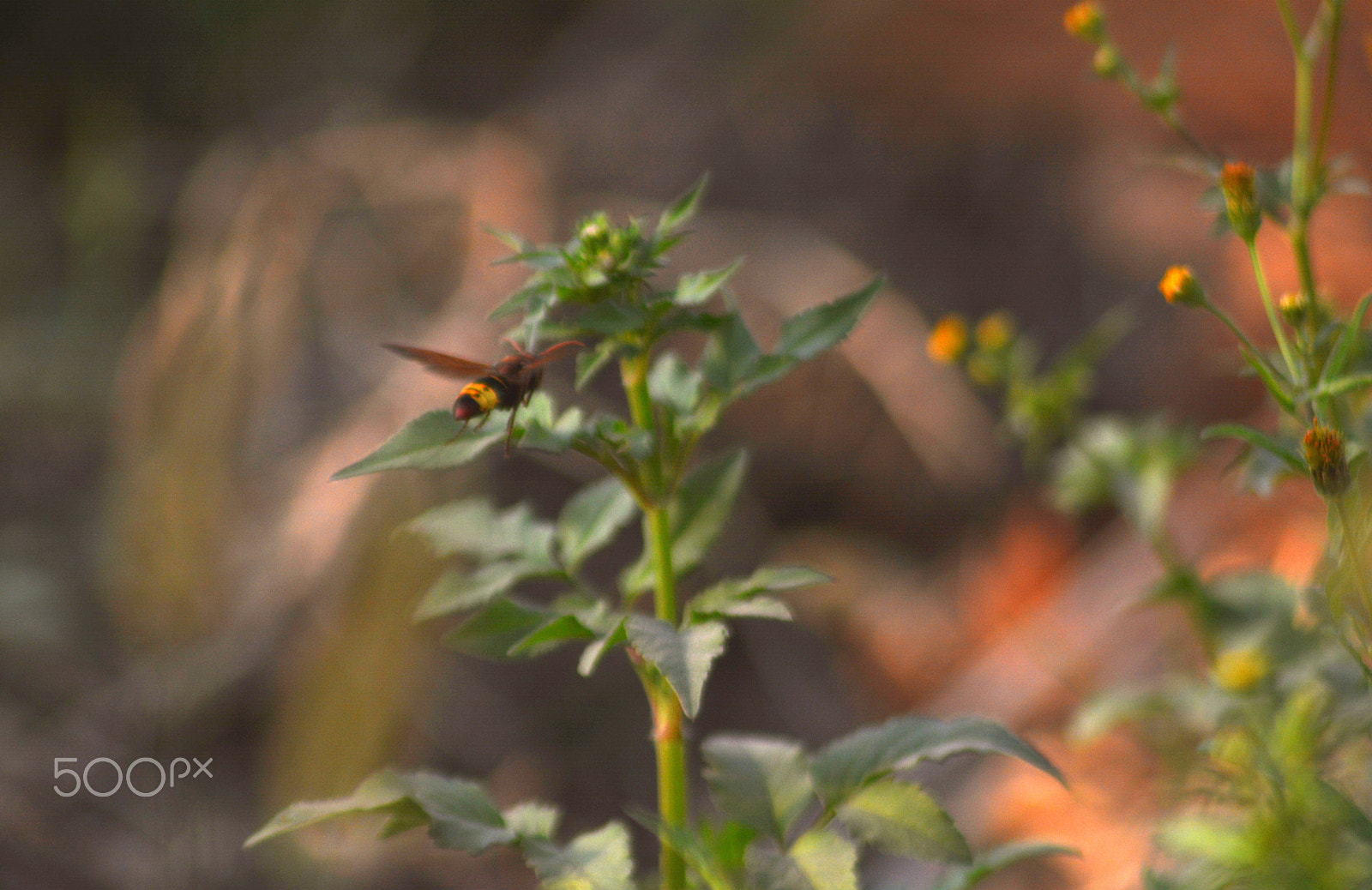 Nikon AF Nikkor 70-300mm F4-5.6G sample photo. Wasp photography