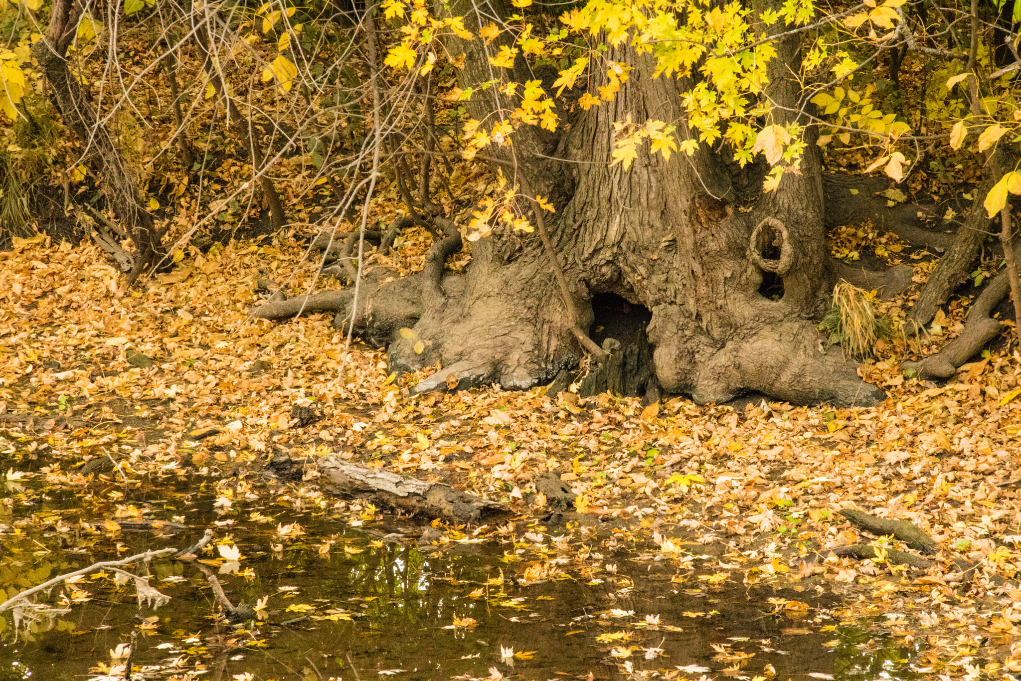 Canon EOS 760D (EOS Rebel T6s / EOS 8000D) sample photo. Roots of old tree in fall photography