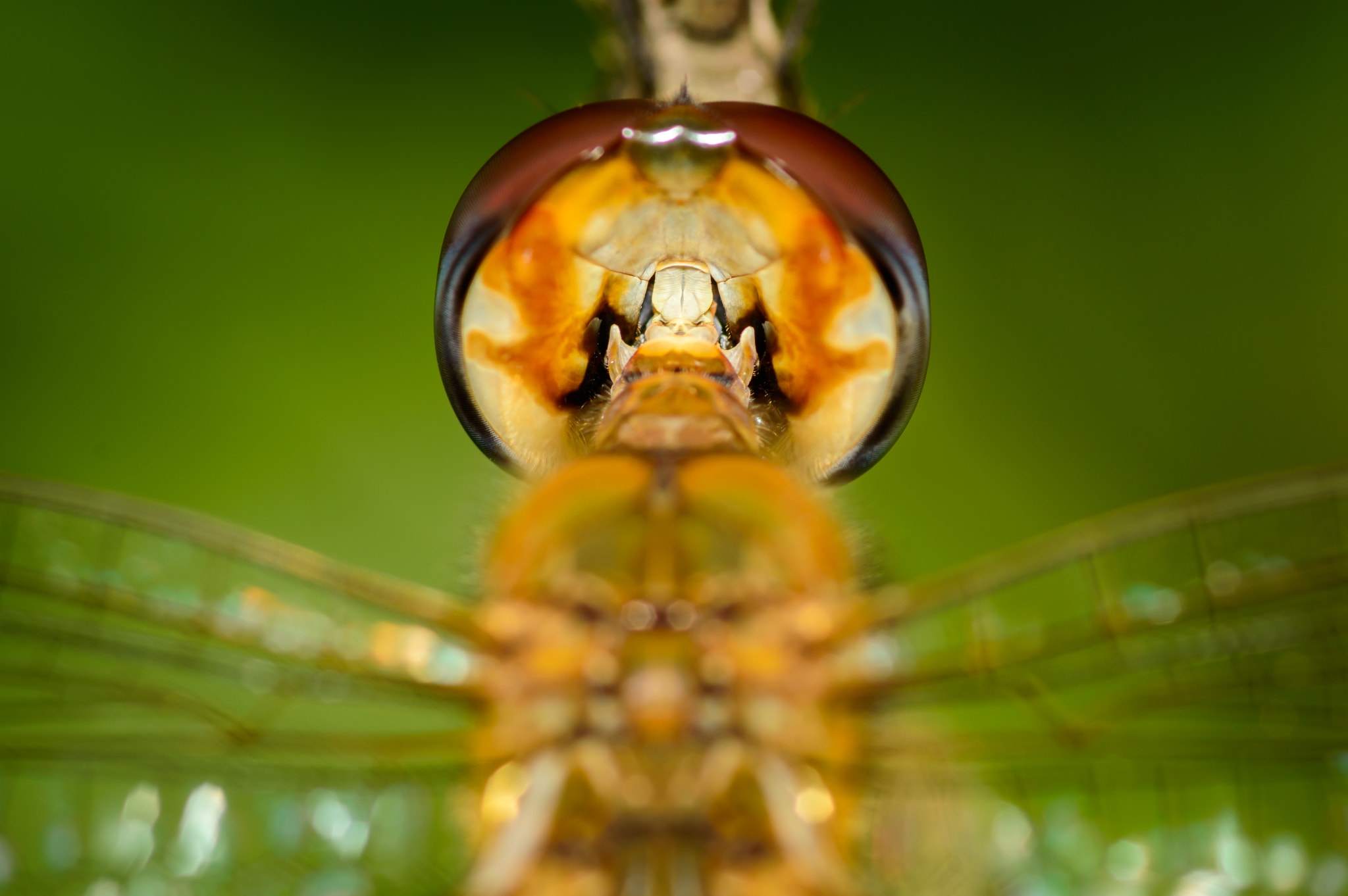 Nikon D3200 + AF Micro-Nikkor 105mm f/2.8 sample photo. The crown of neck photography