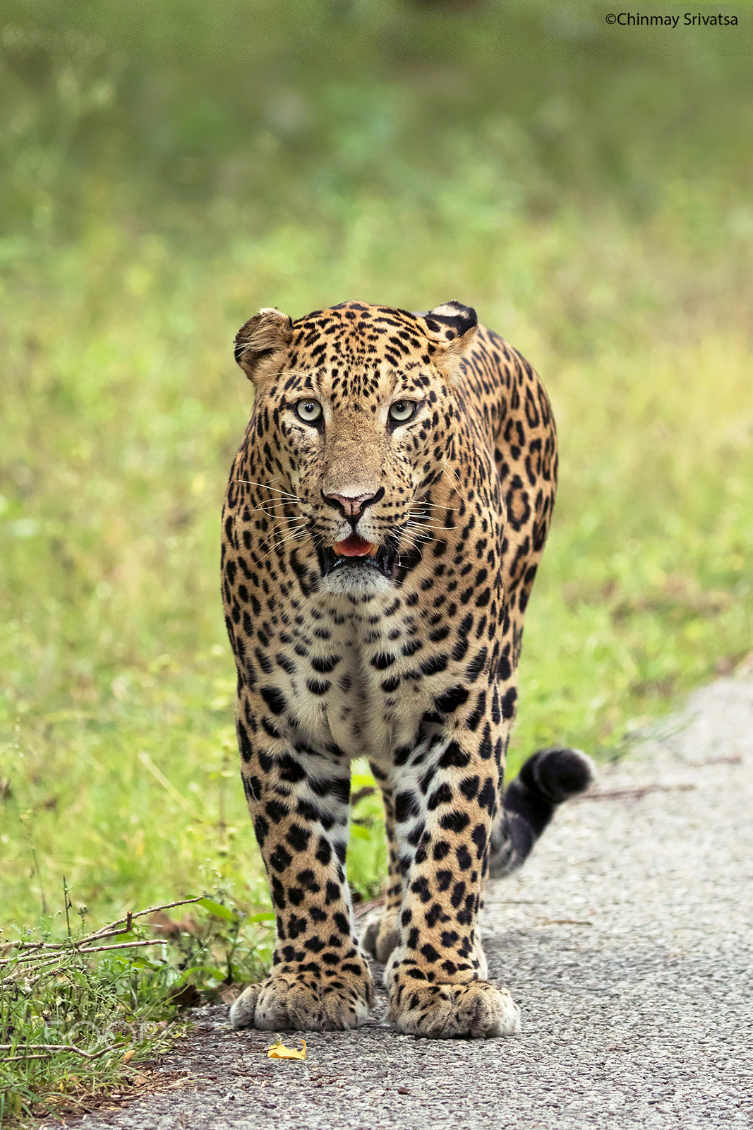Canon EOS 7D Mark II + Canon EF 200-400mm F4L IS USM Extender 1.4x sample photo. Leopard- "torn ears" photography