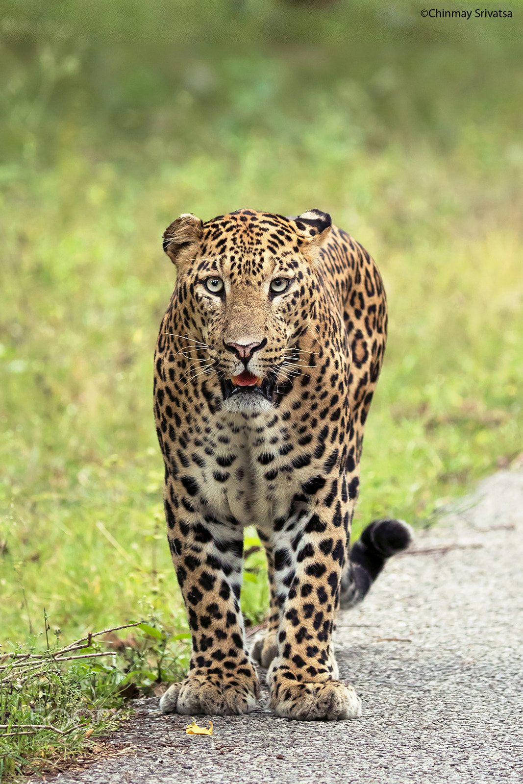 Canon EF 200-400mm F4L IS USM Extender 1.4x sample photo. Leopard- "torn ears" photography