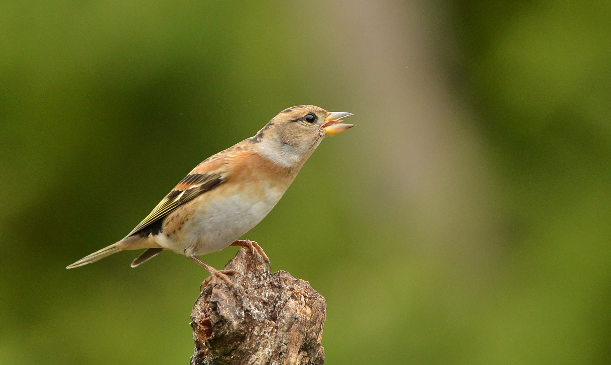 Nikon D600 + Nikon AF-S Nikkor 500mm F4G ED VR sample photo. Keep photography