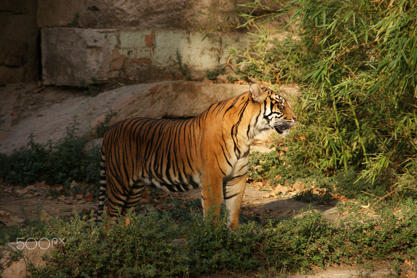 Sony DT 18-200mm F3.5-6.3 sample photo. Tiger photography