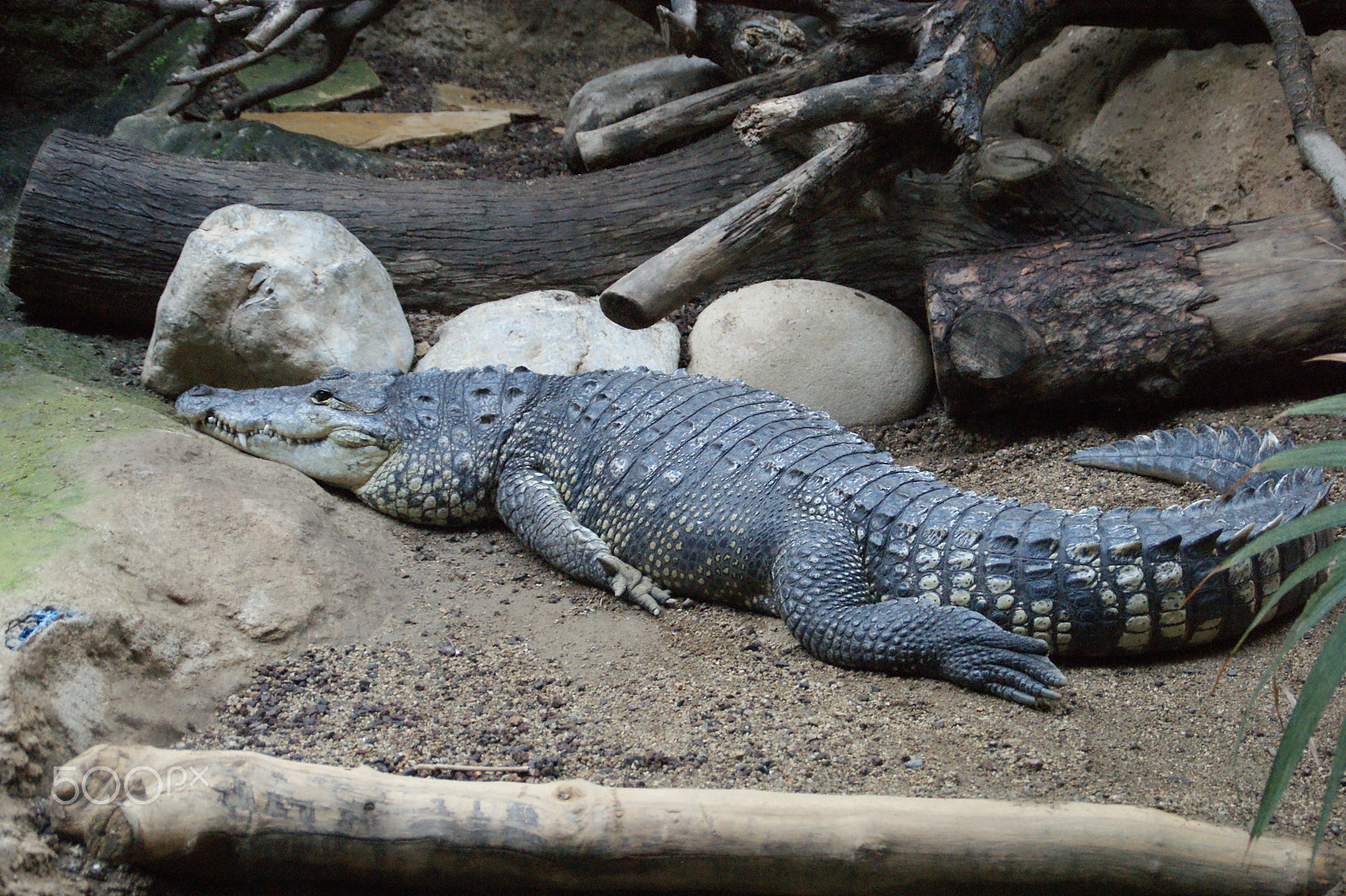 Sony DT 18-200mm F3.5-6.3 sample photo. Crocodile photography